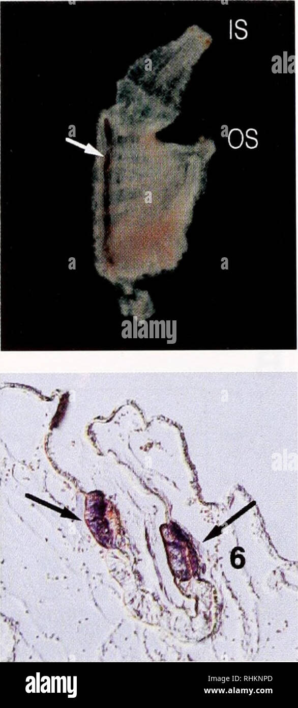 . Le bulletin biologique. Biologie ; zoologie ; biologie ; biologie marine. Les gènes spécifiques à l'ENDOSTYLE ASCIDIE 63 MKVLLILLAFIAAASAFSYGNGYGYGYNKCY SYKGYSSGCYSYGYRK CYVYPKSQVFCYNIPYKKSWCSYKYYEPVLHVYPGCDCGTEGWTEKTV B6ADLEIEMTNLLKEALLKITTEMNNCKTTFVEQLKSSIEQYKLNVKNKL FNYYAYYIQSAKTDEERENLIKKRDDAIKEYNEELDKKRDDVILKCEE DVADKLKCIADYHTKLVENGVECLKTRLTKIVDYTTTLTAKCVOYVKN YVACHMSILEQKKSYYRSFLHKVHGSSEWEKVTVOAVIQLYHOQEVAK ITALATEYATKLATWKLKLIMNYSCAYRCYMSNGCIRFYKKRYYSTCK RYGCWYKYKTRYCFVRYCLQPFKFCFNPTKYTGLKTCVFPAVVRDGAT IIKEHCEKLEKAILEYETQFGEWKLKWTTYHTEYCTKYDEIIKARHDW YIEYLRSQYICANNSTELTDEQKAKLAEVQKECDEKRTAAVEAYKLKL UN Banque D'Images