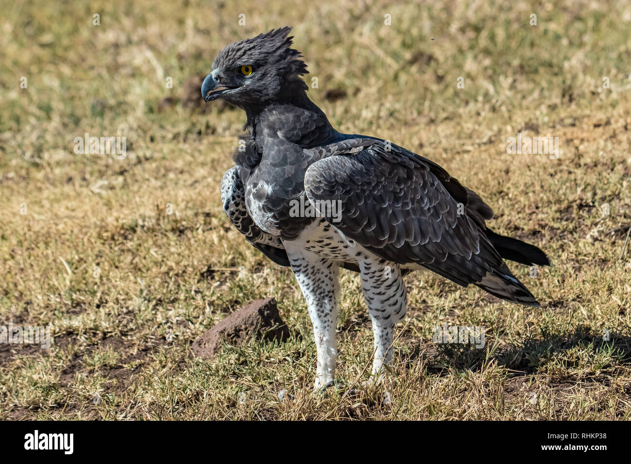 Aigle Martial ngorongoro Banque D'Images