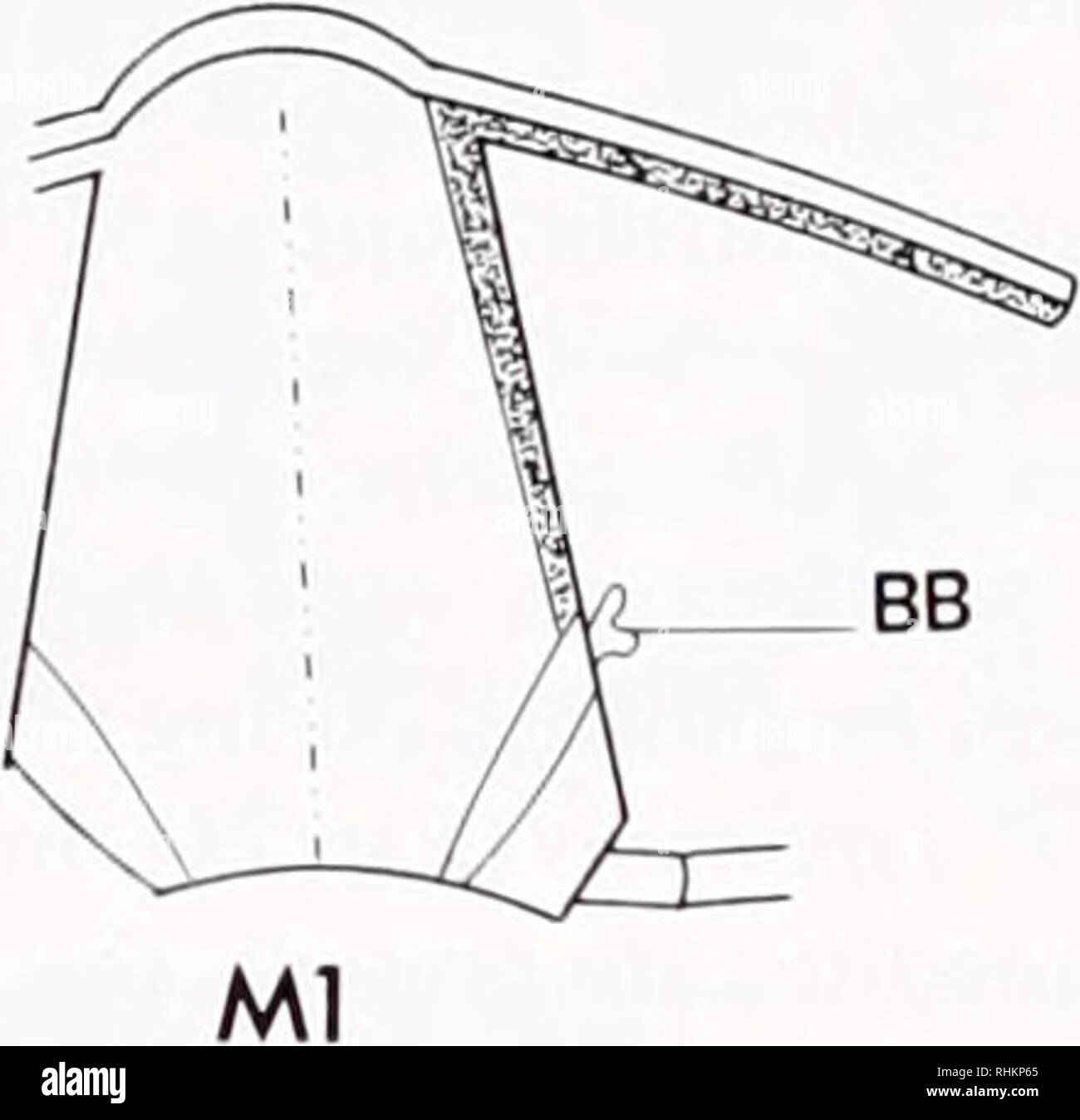 . Le bulletin biologique. Biologie ; zoologie ; biologie ; biologie marine. 12 et 13. BB. Veuillez noter que ces images sont extraites de la page numérisée des images qui peuvent avoir été retouchées numériquement pour plus de lisibilité - coloration et l'aspect de ces illustrations ne peut pas parfaitement ressembler à l'œuvre originale.. Laboratoire de biologie marine de Woods Hole (Massachusetts), ) ; Laboratoire de biologie marine de Woods Hole (Massachusetts), ). Rapport annuel 1907/08-1952 ; Lillie, Frank Rattray, 1870-1947 ; Carl Moore, Richard, 1892- ; Redfield, Alfred Clarence, 1890-1983. Woods Hole, Massachusetts : Laboratoire de Biologie Marine Banque D'Images