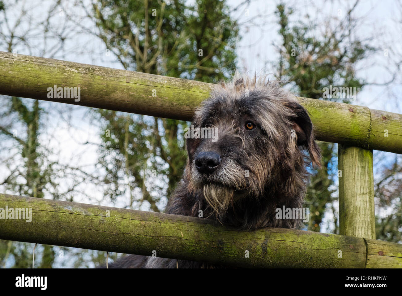 Chien lévrier irlandais avec la tête regardant à travers une barrière en bois. Pays de Galles, Royaume-Uni, Angleterre Banque D'Images