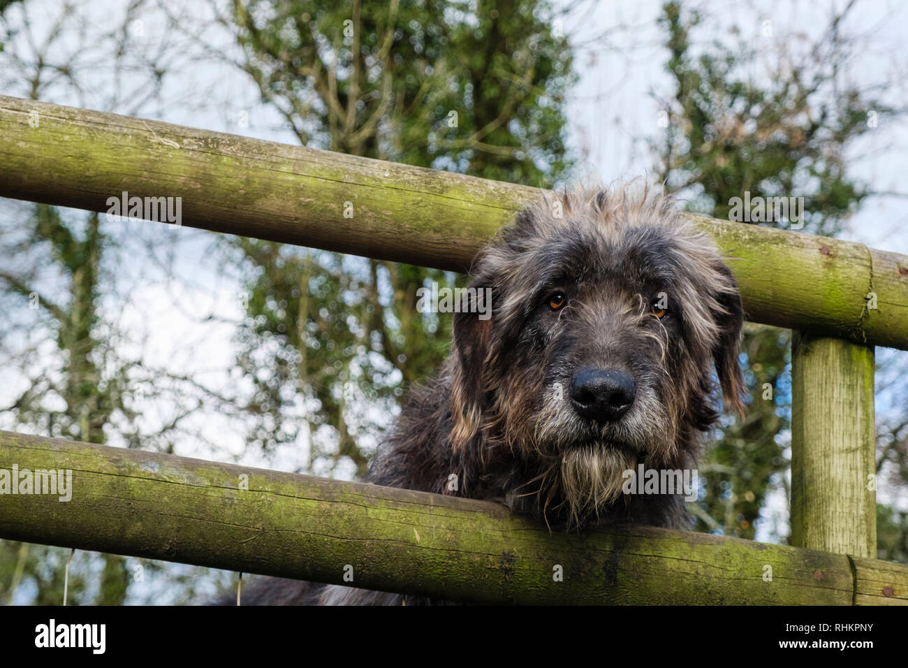 Chien lévrier irlandais avec la tête regardant à travers une barrière en bois. Pays de Galles, Royaume-Uni, Angleterre Banque D'Images