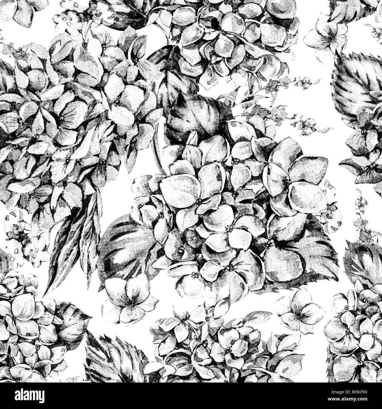MonochromeWatercolor d'été transparente avec motif floral Vintage Fleurs Hortensia, Hydrangea naturel botanique Aquarelle Illustration à dos blanc Banque D'Images