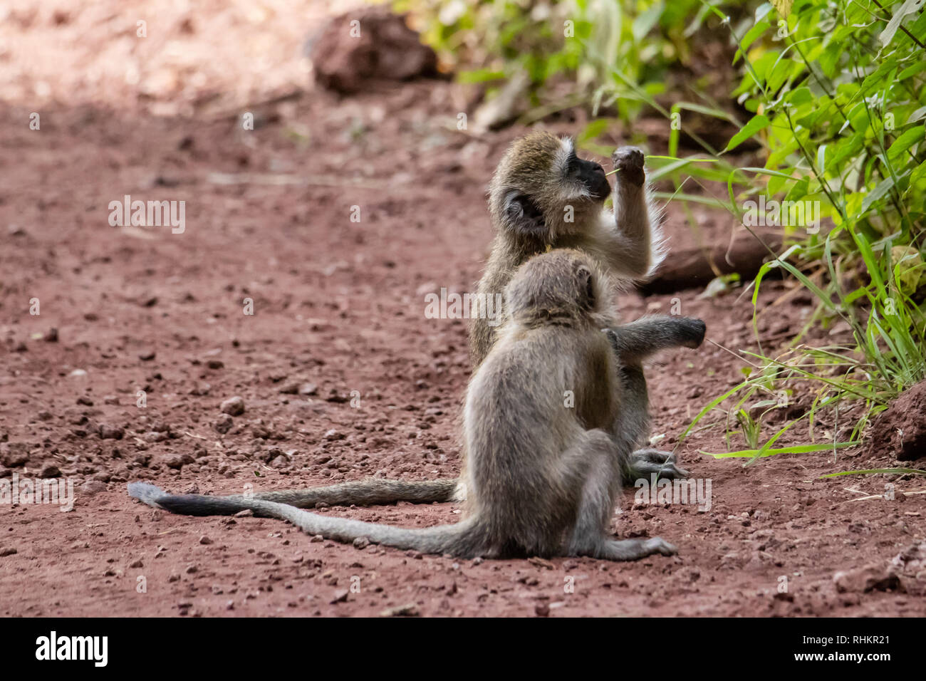 Deux singes vervet manger les feuilles Banque D'Images