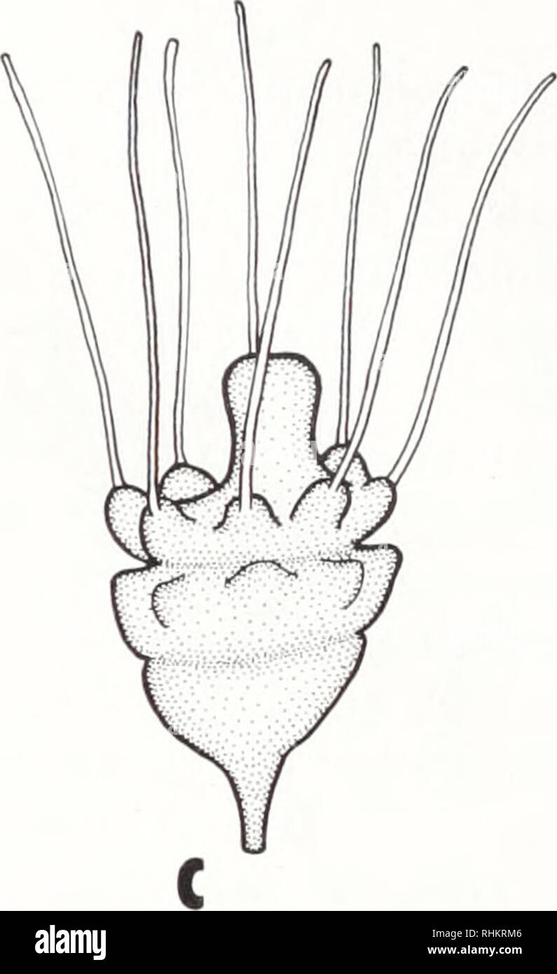 . Le bulletin biologique. Biologie ; zoologie ; biologie ; biologie marine. . Veuillez noter que ces images sont extraites de la page numérisée des images qui peuvent avoir été retouchées numériquement pour plus de lisibilité - coloration et l'aspect de ces illustrations ne peut pas parfaitement ressembler à l'œuvre originale.. Laboratoire de biologie marine de Woods Hole (Massachusetts), ) ; Laboratoire de biologie marine de Woods Hole (Massachusetts), ). Rapport annuel 1907/08-1952 ; Lillie, Frank Rattray, 1870-1947 ; Carl Moore, Richard, 1892- ; Redfield, Alfred Clarence, 1890-1983. Woods Hole, Massachusetts : Laboratoire de Biologie Marine Banque D'Images