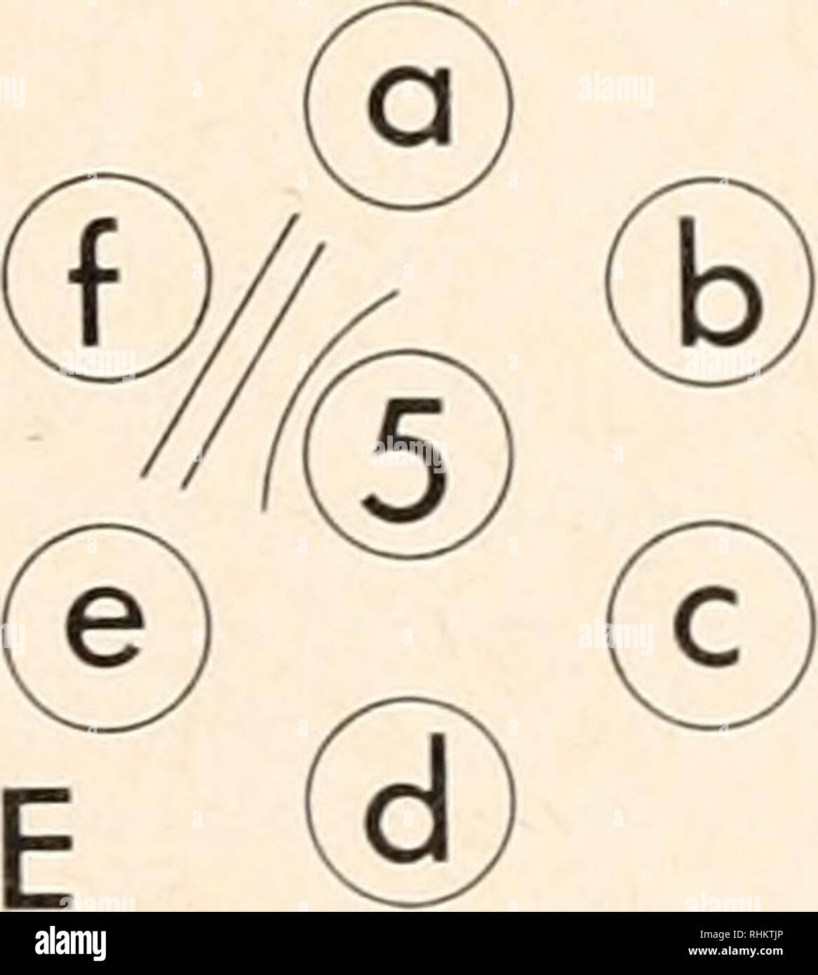 . Le bulletin biologique. Biologie ; zoologie ; biologie ; biologie marine. La figure 1. L'immunodiffusion tols ; (1) l'anti-spermatozoïdes Homarus, (2) anti-spermatozoïdes Pagurus, (3) anti-spermatozoïdes Callinectes (4) anti-spermatozoïdes Libinia, (5) anti-spermatozoïdes Limulus, (a) l'extrait de sperme Callinectes, (b) Homanis extrait de sperme, (c) l'extrait de sperme Libinia, (d) Pagunis extrait de sperme, (e) le cancer, extrait de sperme (f) Liinulits extrait de sperme. Homarus americanus, Pagunis pollicaris, et Limulus polyphemus (tableau III). Trois séries d'expériences ont été effectuées. Tous les anticorps agglutinées facilement leurs propres spermatozoïdes mais aucun des anticorps agglu Banque D'Images