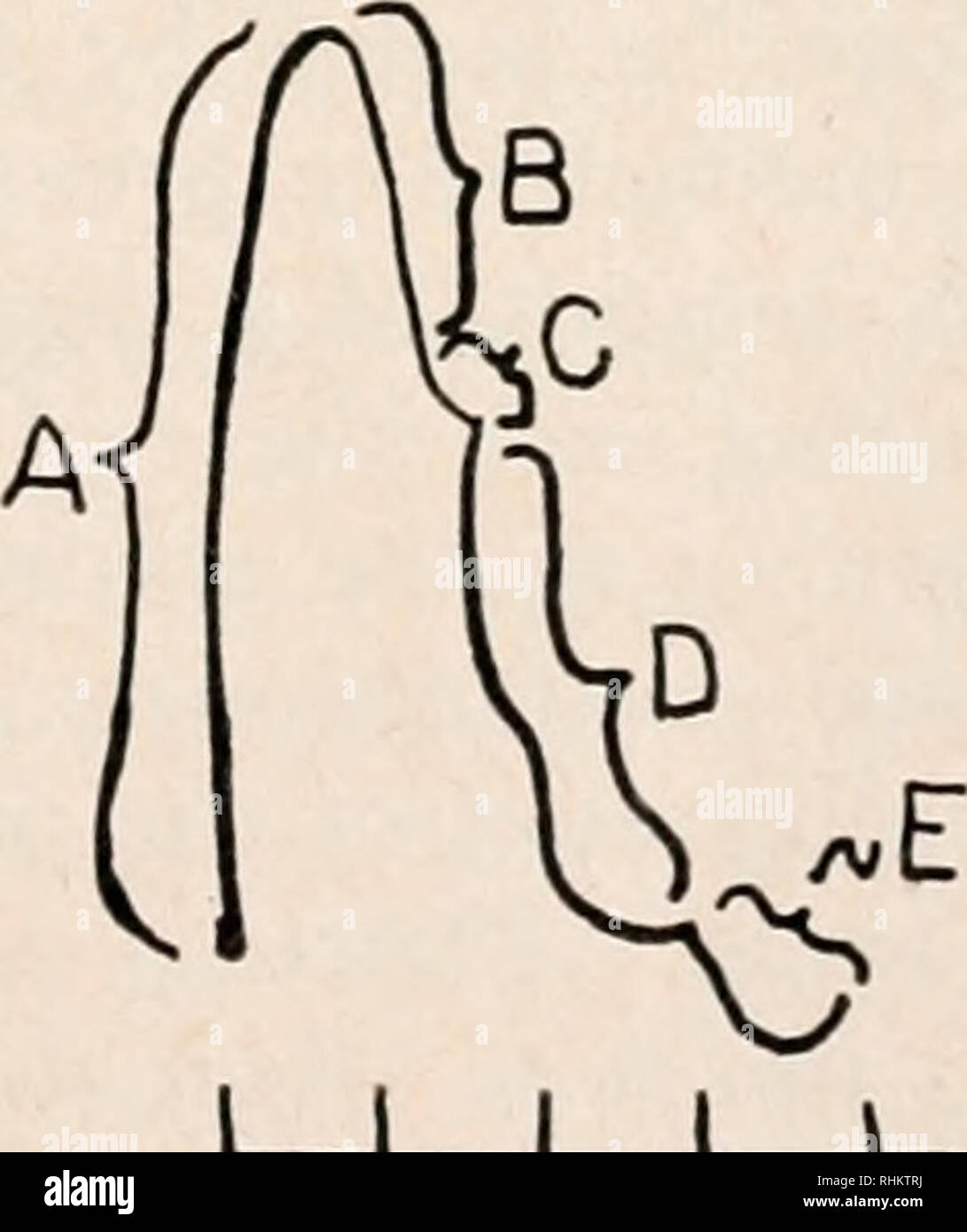 . Le bulletin biologique. Biologie ; zoologie ; biologie ; biologie marine. 1 I I 01 234-235 minutes FIGURE 1. Sur la gauche est la représentation schématique des différentes phases du comportement fouisseur dans l'anémone de mer, Phyllactis concinnata. "A" est le raccourcissement de la colonne, qui est suivie par une contraction du muscle circulaire passant vers le bas comme indiqué dans la colonne "B" et "C" dans le disque de la pédale se resserre. Puis le disque pédale commence à agrandir et l'allonge dans la colonne "D" et "E" sur la droite est un physiograph tracing représentant un seul con Banque D'Images