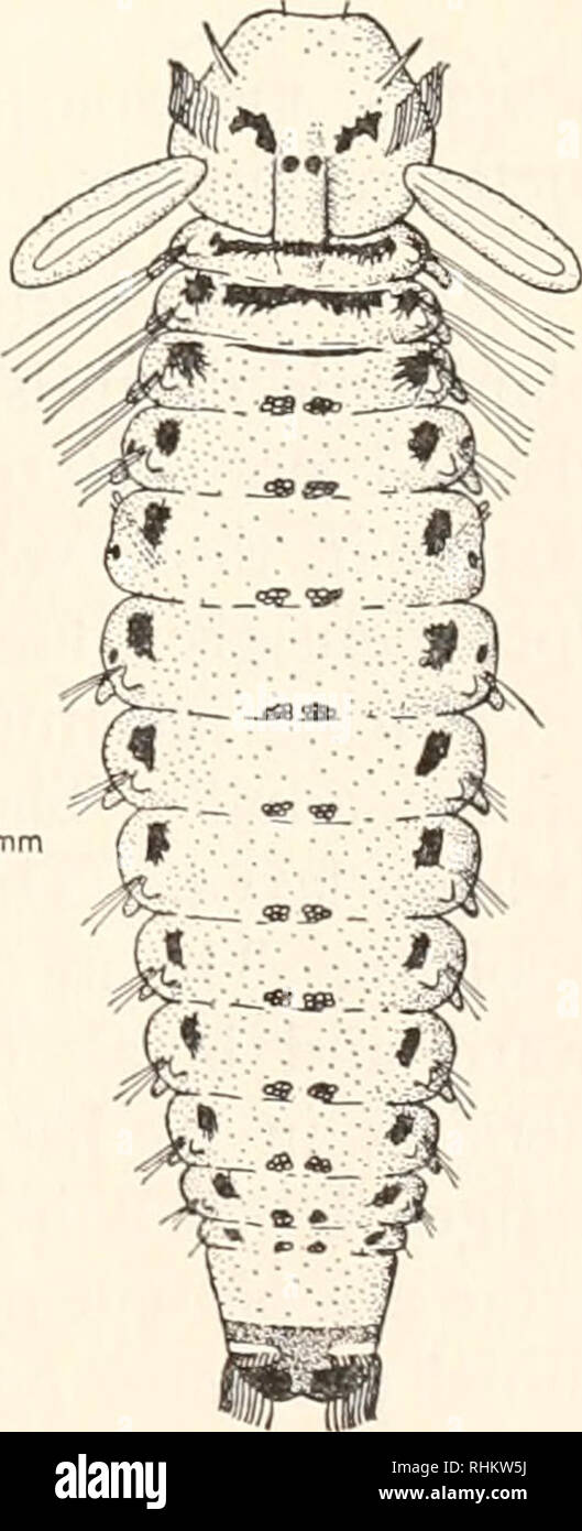 . Le bulletin biologique. Biologie ; zoologie ; biologie ; biologie marine. L'HISTOIRE DE VIE DE BOCCARDIA HAMATA 323 TABLEAU I Le taux de développement des larves d'hamata Boccardia libéré de la même chaîne d'oeufs Étape Date ou No setiger jours après la libération, 7-10-63 Trochophore 7-11 7-13 7-15 3 Fin trochophore 4 7-18 6 0 7-19 6-7 7-23 1 8 5 9 6 7-24 7-29 7-31 12-16 13 13 11 19 18 8-5 8-6 8-11 15-20 17-19 19 24 12 23 25 18 27 8-14 8-23 8-24 22-30 37 23 36 9-18 19-27 62 variable. La durée de vie pélagique des formes de la côte est est estimée à deux ans et demi à trois semaines. 2. Développement de VBLR (côte ouest Banque D'Images