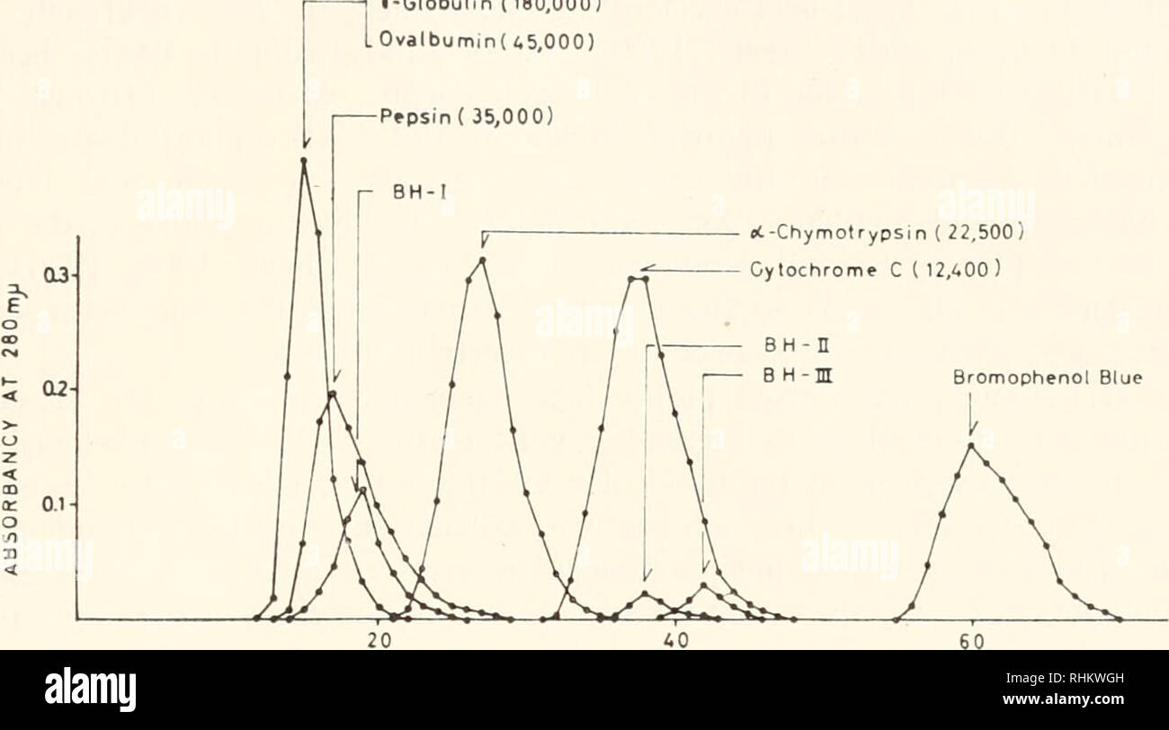 . Le bulletin biologique. Biologie ; zoologie ; biologie ; biologie marine. La purification de l'hormone du cerveau 365 Blu" d*xlran (1 000 000) f-globuline (180 000) 5 000) lovalbuminU "C-chymotrypsine ( 22 500) ( 12 400 cytochrome C ). TUBE Bleu de bromophénol NOMBRE FIGURE 7. La filtration sur gel de Sephadex G-100 de la deuxième colonne G Scphadex-100 Fractions et autres substances de poids moléculaire connue. Le dextran, bleu bromophénol et cytochrome c ont été mesurées à la longueur d'onde spécifiée dans le texte. Le dextran bleu, 7-globuline et l'ovalbumine ont présenté des courbes semblables afin que seul le tracé de 7-globuline a été présenté. Banque D'Images