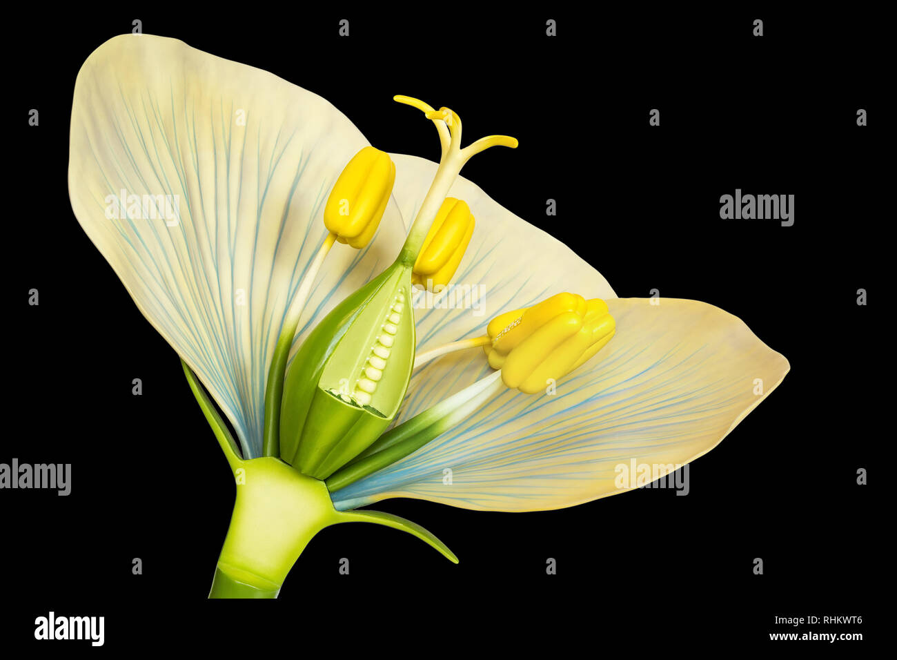 Modèle de fleurs avec étamines et pistils isolé sur fond noir Banque D'Images