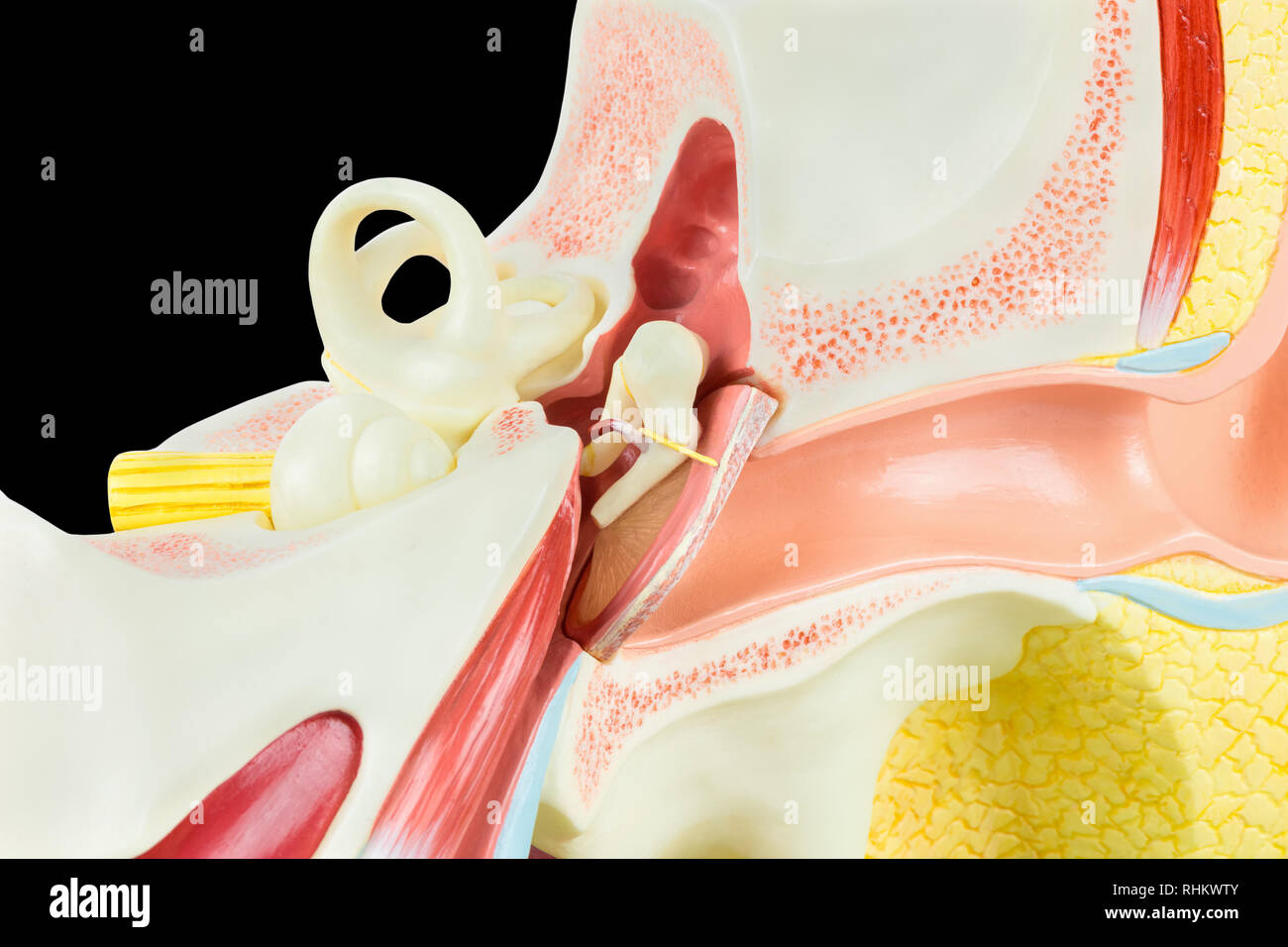 À l'intérieur de l'oreille humaine modèle isolé sur fond noir Banque D'Images