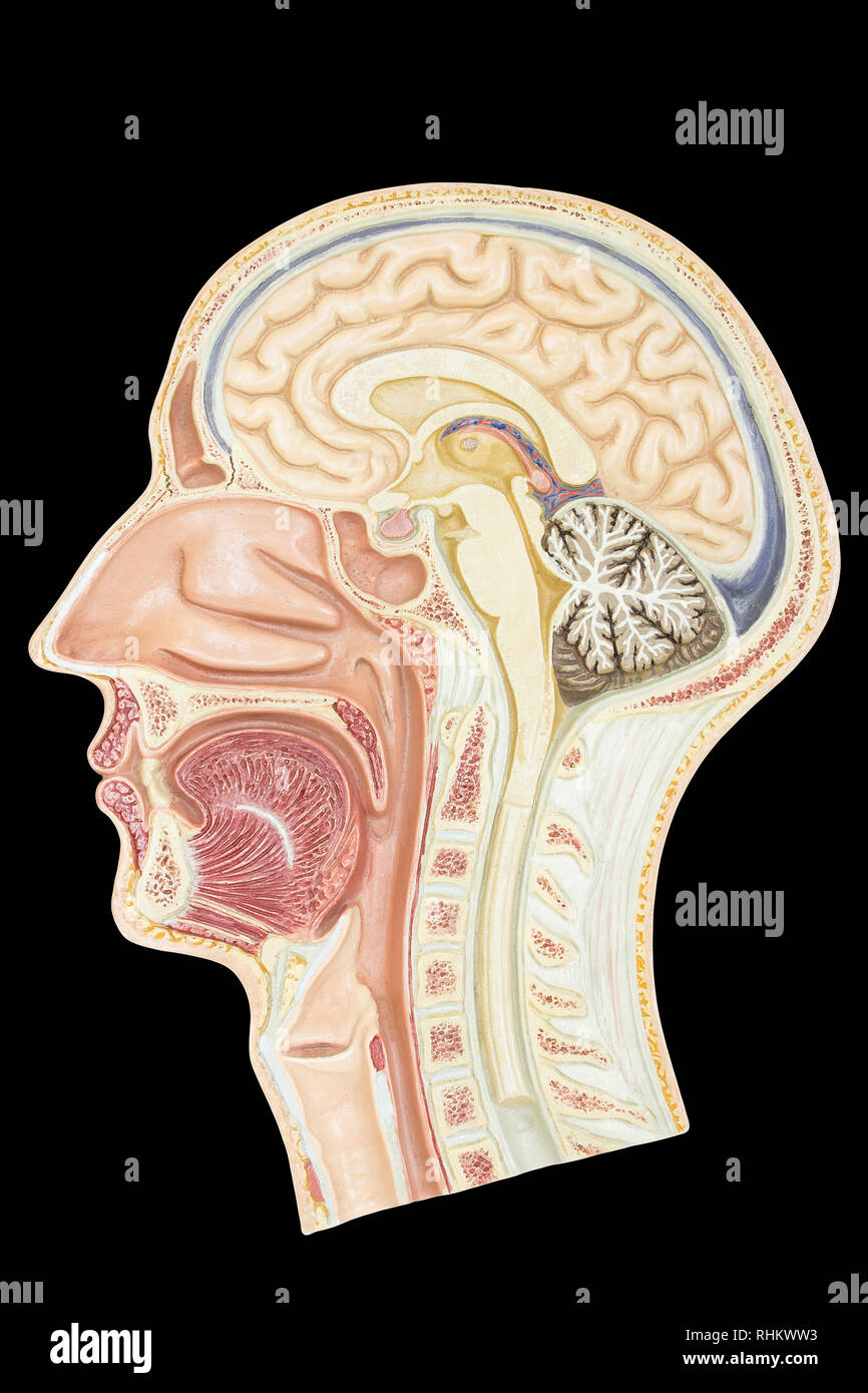 La section longitudinale de la tête humaine modèle isolé sur fond noir Banque D'Images