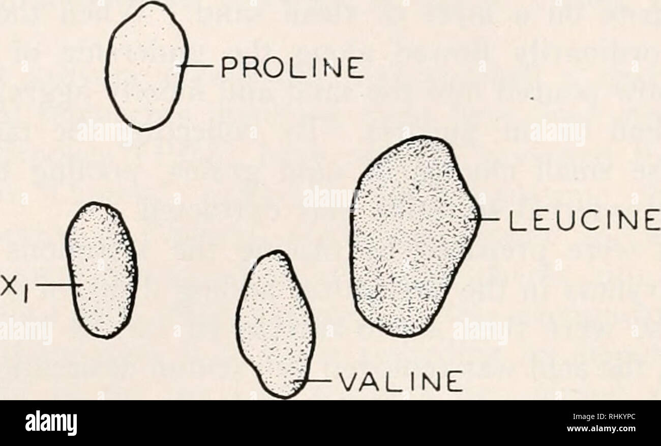 . Le bulletin biologique. Biologie ; zoologie ; biologie ; biologie marine. 180 HERBERT H. MOOREFIELD ET FRAEXKEL G. spot était absent. Cochromatography ont démontré l'acide aminé libre à la lysine. Les chromatogrammes d nondialyzed dialysée et matériaux, après hydrolyse, la lysine ont donné des places dans chaque, mais nondialyzed la préparation a donné une lysine plus intense. Ceci indique que, bien que la lysine est présente comme un acide aminé libre, il y avait aussi la lysine conjugué en la molécule protéique. L'acide glutamique lysine arginine cystine. La COLLIDINE LUTIDINE VALINE LA GLYCINE. Veuillez noter que ces images sont extraites Banque D'Images
