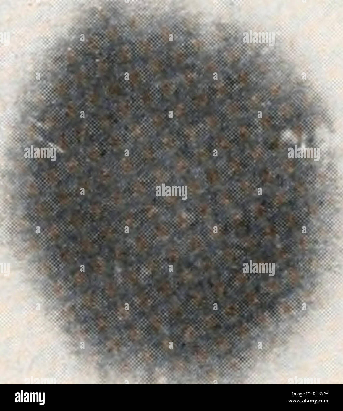 . Le bulletin biologique. Biologie ; zoologie ; biologie ; biologie marine. La figure 2. Un chromatogramme montrant la disparition de la fucose spot après le traitement · d'une couche gélatineuse solution avec Amberlite IR 4B(tr). C  = couche gélatineuse non traitée. La plus grande intensité de la galactose dans le spot de l'échantillon traité est dû à la concentration plus élevée de l'hydrolysat. St  = Normes de : Ga  = galactose ; GL  = glucose ; M  = Maltose ; F  = Fucose. lier à plusieurs molécules d'iertilizin. D'après nos constatations, la couche gélatineuse dans l'état de vie devrait avoir une très faible teneur en sel, le cas échéant, alors que lorsqu'il est dissous dans Banque D'Images