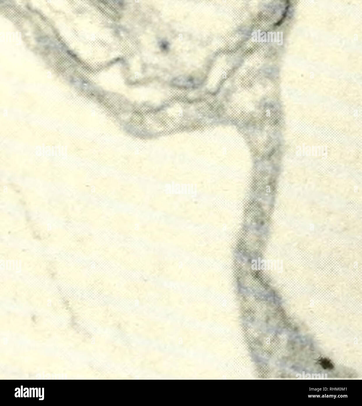 . La structure et la fonction biologique de la procédure. Biochimie ; cytologie. Fig. 2. Des électrons Microphotographie d'une section d'un chloroplaste maïs montrant les détails de structure. Les zones denses qui ressemblent à des piles de pièces de monnaie sont la grana. Les couches à l'intérieur de chaque granum sont appelés lamelles grana. Les lamelles du grana grana différents sont reliés entre eux par des lamelles du stroma. 35 000 Agrandissement x (avec la permission du Dr A. E. Vatter). les chloroplastes [38, 39] dans le noir, il a été converti en phosphates de sucre. L'hght et phases sombre lorsqu'il est effectué séparément, a donné essentiellement les mêmes prod photosynthétique final Banque D'Images