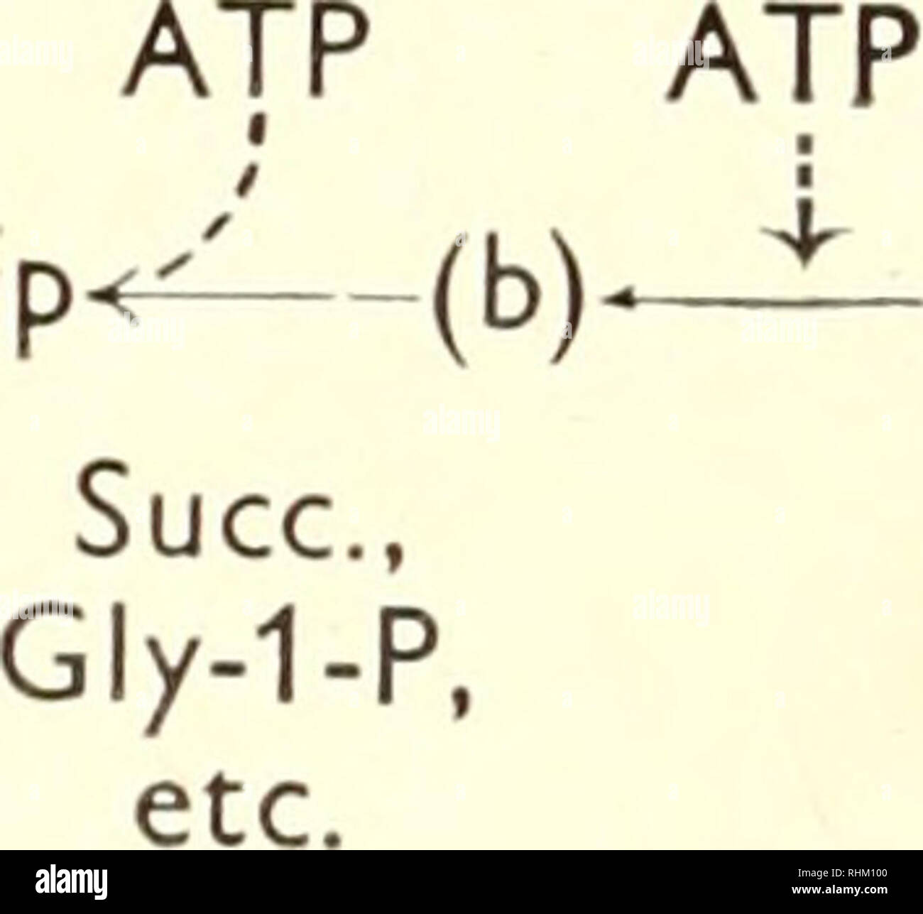 . La structure et la fonction biologique de la procédure. Biochimie ; cytologie. 238 MARTIN KLINGENBERG Conclusions Les résultats expérimentaux d'une influence de l'ATP sur la chaîne respiratoire sont résumés comme suit : 1. ATP peut avoir une incidence sur la réduction de la NDP en présence de substrats spécifiques- de la flavine, tels que le succinate, etc. Ainsi, le besoin en énergie de la DPN réduction de la présence de ces substrats est directement démontré. 2. ATP peut affecter aussi la réduction d'une flavoprotéine, la réduction de ce qui avait été montré à dépendre sur le la phosphorylation oxydative. 3. ATP peut influencer la Banque D'Images