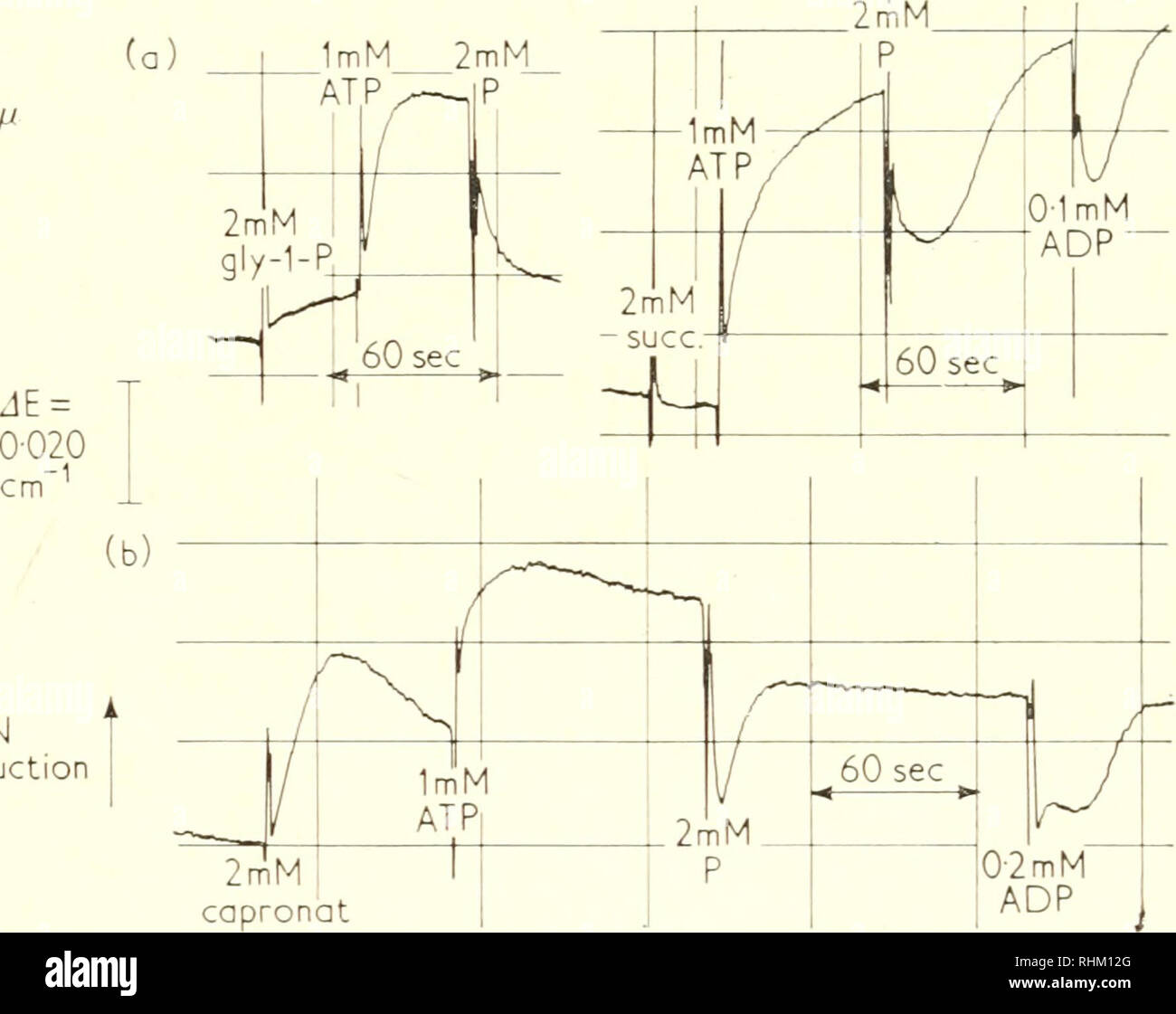 . La structure et la fonction biologique de la procédure. Biochimie ; cytologie. Les nucléotides et la fonction mitochondriale 231 Ces résultats montrent que l'ajout d'ATP peut influencer l'état redox de intramitochondrial composants de transfert d'hydrogène comme flavoprotéine et DPX. Il faut présumer que l'ATP exerce son influence par le biais de réactions retour de la phosphorylation oxydative. Le besoin en énergie pour le DPX réduction de la présence de succinate ou glycérolphosphate-jusqu'à présent, seule l'hypothèse sur la base d'un raisonnement thermodynamique-a été directement démontré bv ces expériences. Ce phénomène appea Banque D'Images