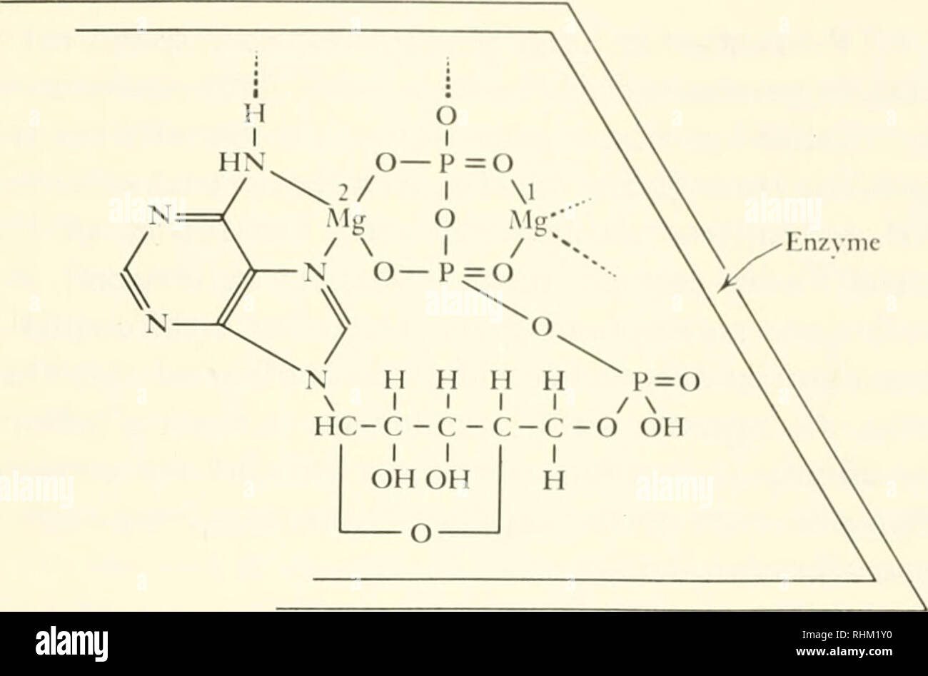 . Transport biologique. Transport biologique biologique ; le transport. Des indices d'événements associés. Figure 28 Schéma hypothétique de relation entre l'enzyme, l'ATP, et ions magnésium. Un tel positionnement de magnésium-ATP sur la membrane est proposé par Skou pour lui permettre de déplacer les électrons à l'intérieur de la membrane. [À partir de Skou, J. C. (1960), Biochim. et Biol. Acta, 42, 19 ; avec la permission de l'activation d'^ nance, souple de transport de la membrane peut alors être facilitée par la présence de fortes concentrations cellulaires de potas- sium ion ou d'acides aminés, ou des deux. Nous pouvons noter que Mitchell's scheme Banque D'Images