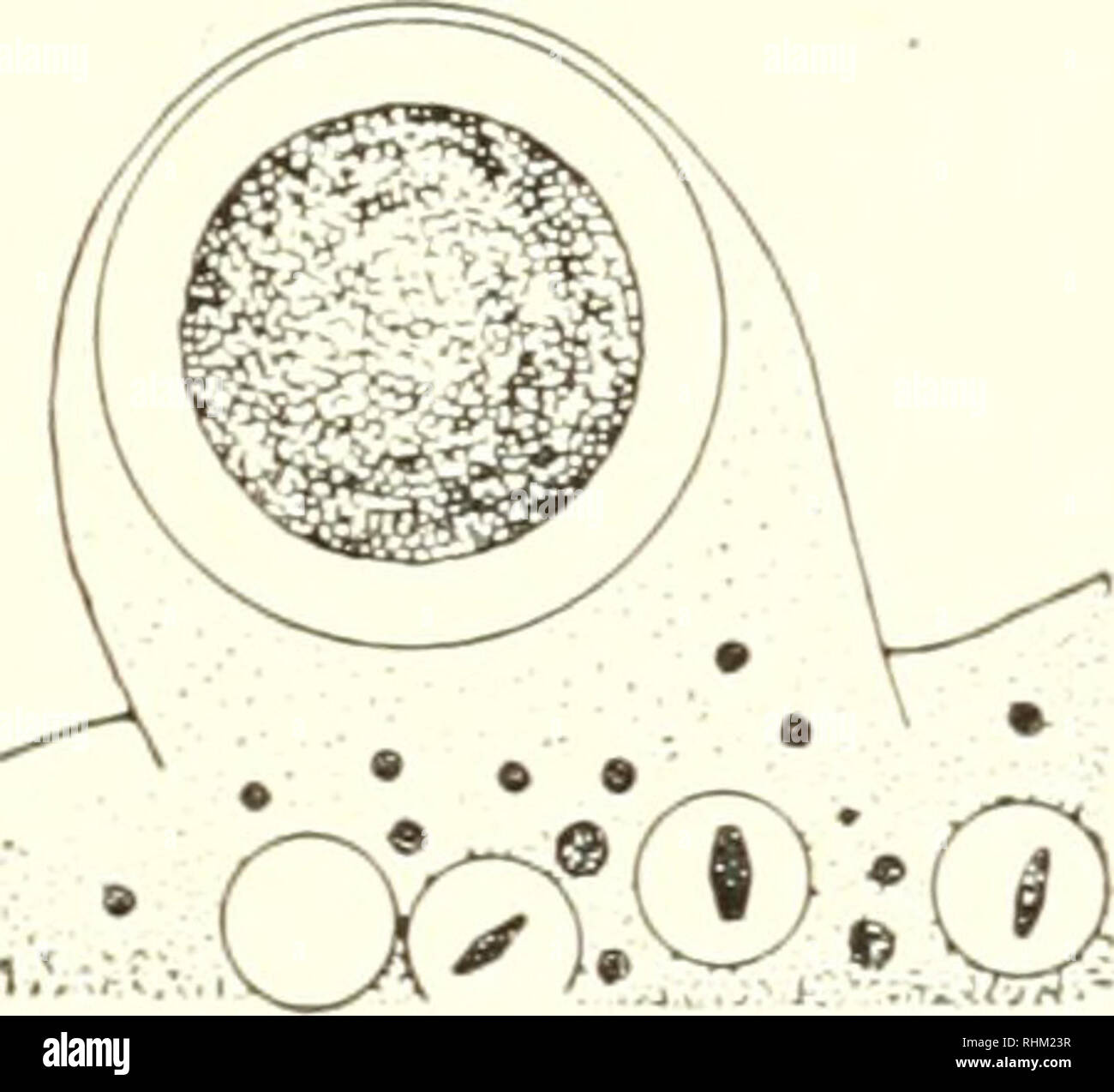 . La structure et la fonction biologique de la procédure. Biochimie ; cytologie. f-€5vti).'. Fig. 6. La défécation dans les amibes. Deux instances de la défécation. Ci-dessus : vestiges de l'alimentation ; ci-dessous : grappe de cristaux. Dans les deux cas, la vacuole est vu à la droite, a proximité de la surface à l'extrémité d'un court-pseudopod. Sur la gauche, les objets ont été expulsés par la rupture de la membrane et se trouvent gratuitement dans le milieu. (Après Andresen et Holter [i].) les substances qui sont dans dissohed le liquide ingéré avec la membrane de surface et qui ne sont d'aucune utilité, ou même toxique, à la cellule .'* il doit être Banque D'Images