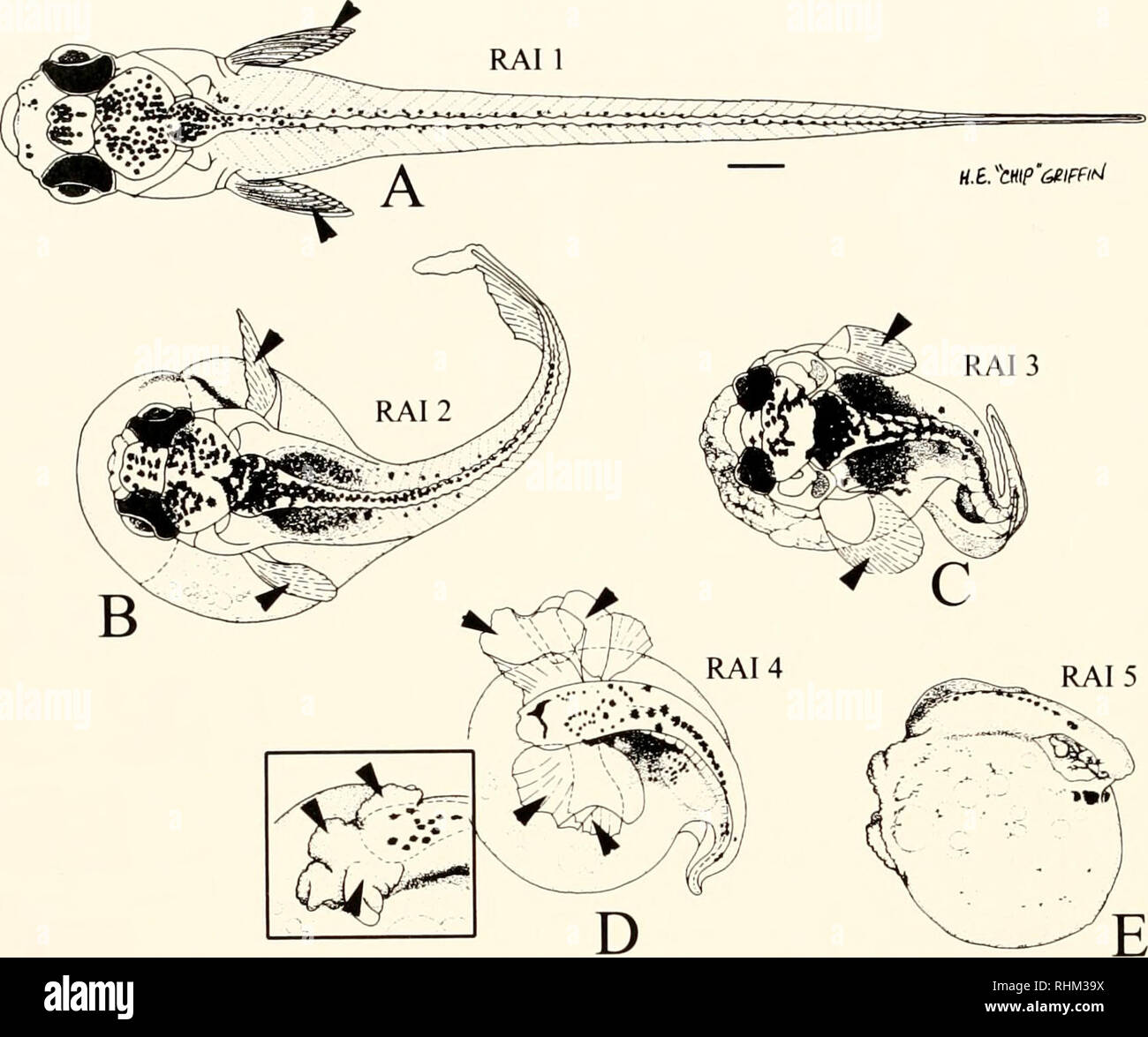 . Le bulletin biologique. Biologie ; zoologie ; biologie ; biologie marine. 290 M. W. VANDERSEA ET COLL.. La figure 5. Illustrations de larves vivantes correspondant aux cinq l'acide rétinoïque (AR) niveaux d'index (RAI 1 - 5). Stade 37 larves sont représentatifs de la RAI 1 (A), et les larves avec l'augmentation de la gravité des défauts dus à l'exposition à la gastrulation RA sont indiqués pour la RAI 2 (B). RAI 3 (C), RAI 4 (D). ET LA RAI 5 (E). L'encart (D) présente la variation d'impressions de nageoires pectorales de RAI 4. Les flèches indiquent les nageoires pectorales. Vues dorsales sont indiqués dans l'A-D et une vue latérale en E. Antenor est à gauche. Barre d'échelle (A)  = 400 Banque D'Images