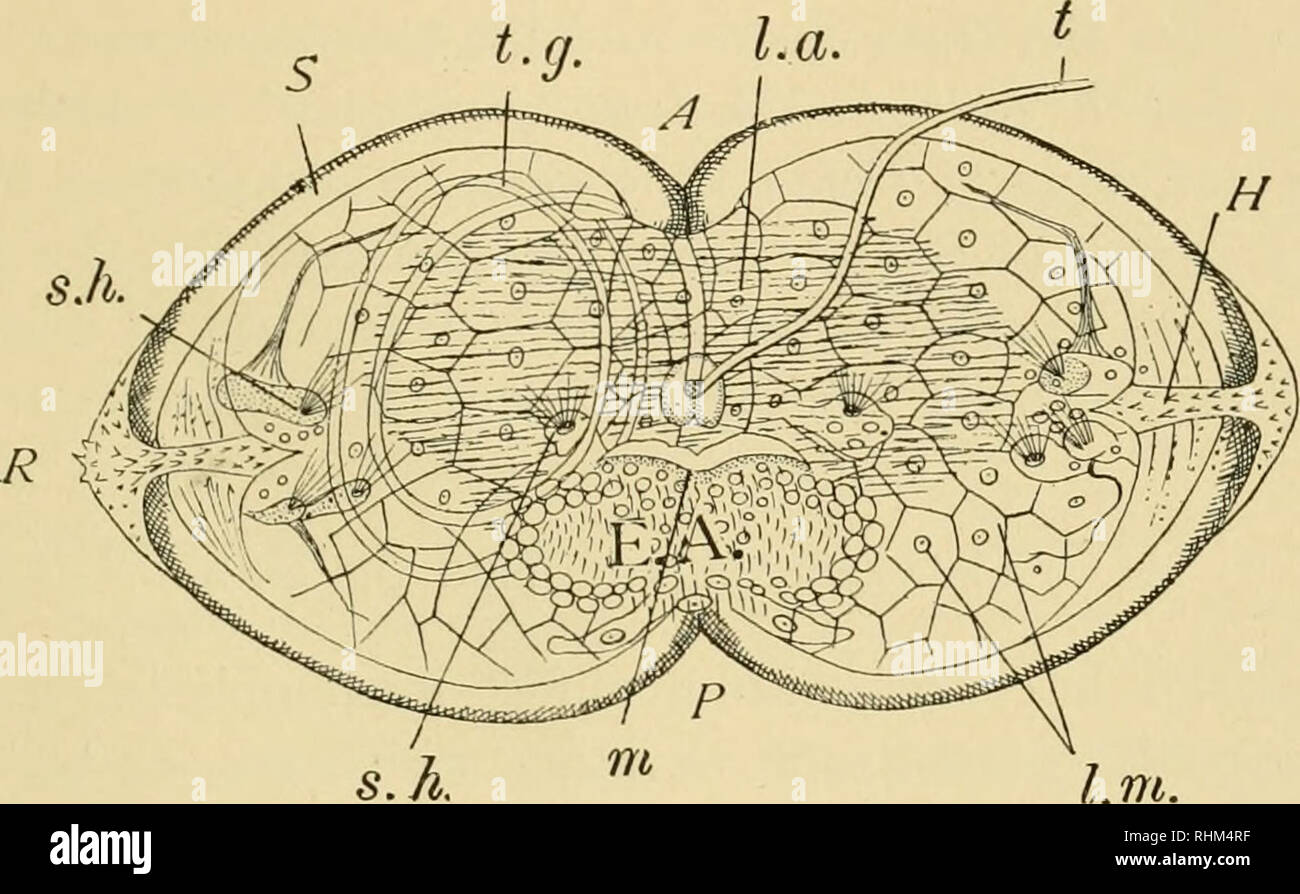 . Des conférences données biologiques au laboratoire de biologie marine de Wood's Holl [sic]. La biologie. L'ADAPTATION DANS LE décolleté. 45 d'une glande tubulaire, le thread-gland, enroulés plusieurs fois autour de la droite de l'enveloppe. La sécrétion de cette glande prend la forme d'un long fil, qui peut, en apparence, être respun lorsque perdu, et qui flotte librement dans l'eau. Il y a quatre touffes de poils des sens de chaque côté de l'état larvaire, manteau trois organisés sous la forme d'un triangle rectangle juste à l'angle de chaque soupape, et une de chaque côté de la ligne médiane, un rien derrière t Banque D'Images