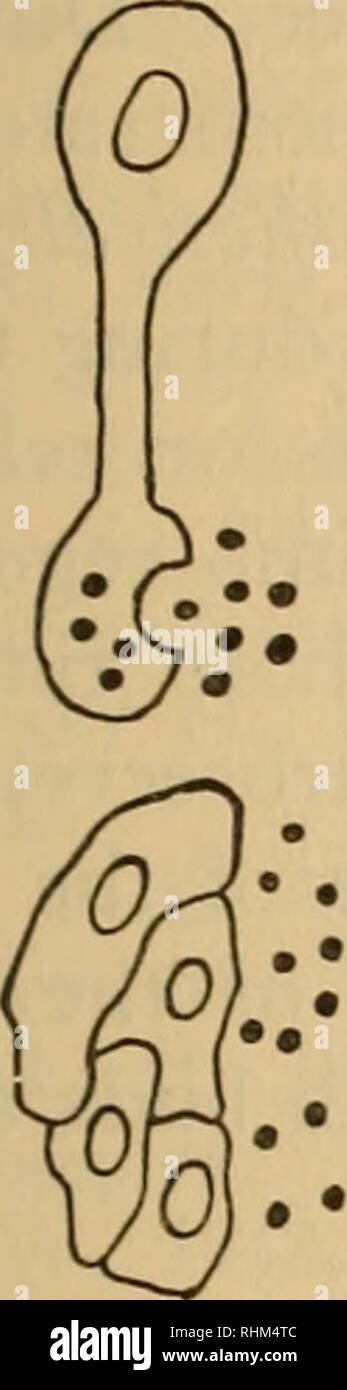 . Le bulletin biologique. Biologie ; zoologie ; biologie marine. La croissance de l'ÉCREVISSE ET ENDOCRINES 259 que le taux de synthèse de l'hormone a été inférieur au taux de transfert. Depuis les cellules de type 2 sont probablement la source de l'hormone de mue qui l'inhibition et depuis l'implantation de eyestalks inhibe la mue stade de croissance de la régénération des membres chez des crabes (Bliss, 1956), il est logique de supposer que la présence de matériel présentant dans le type 2, les cellules au cours de la période où l'intermue hormone de mue- inhibant de façon hypothétique est libéré, indique que ces cellules sont activement la synthèse de t Banque D'Images