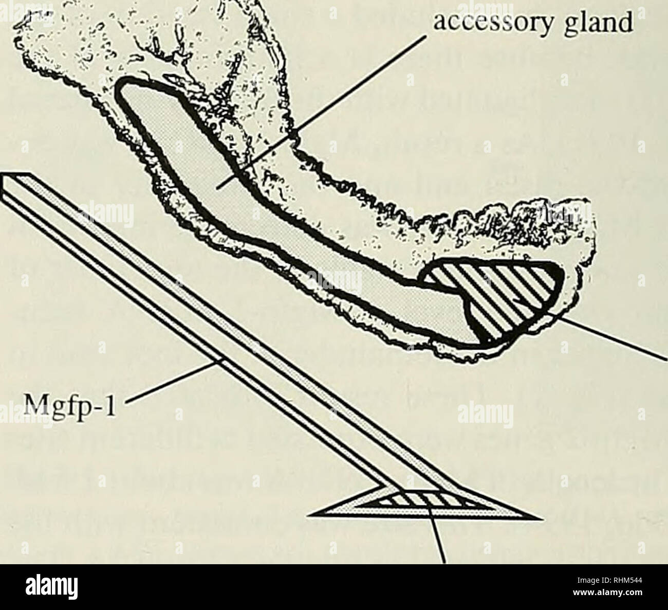 . Le bulletin biologique. Biologie ; zoologie ; biologie marine. La figure 4. L'hybridation in situ des Mgfp-2 transcriptions dans le pied de Mytilus galloprovincialis. L'hybridation est réalisée à l'aide de la sonde polynucléotidique couplée à la sonde antisens (A) et (B-sonde de détection de l'ARN). Bar  = 1 mm. nous core du filetage et la protéine protégeant polyphénoliques sont sécrétées par les glandes de collagène et l'glande accessoire, respectivement (Brown, 1952 ; Pujol, 1967 ; Vitellaro-Zuccarello, 1980, 1981). L'extrémité distale de la plaque ma- trix se compose de byssus MPEF-2 (Rzepecki et al., 1992). La plaque matrice est forme Banque D'Images