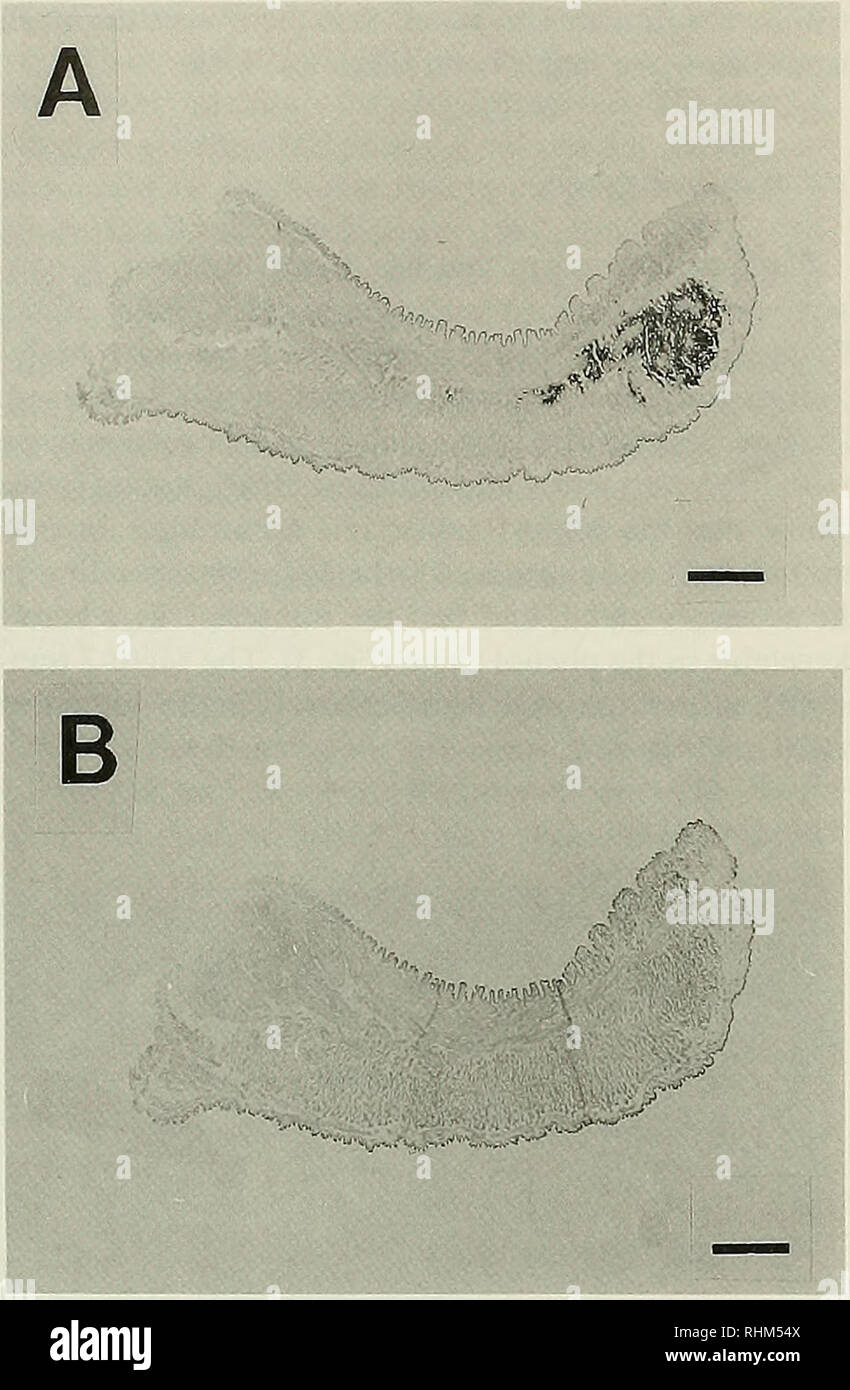 . Le bulletin biologique. Biologie ; zoologie ; biologie marine. 216 D. MIKI ET AL.. La figure 4. L'hybridation in situ des Mgfp-2 transcriptions dans le pied de Mytilus galloprovincialis. L'hybridation est réalisée à l'aide de la sonde polynucléotidique couplée à la sonde antisens (A) et (B-sonde de détection de l'ARN). Bar  = 1 mm. nous core du filetage et la protéine protégeant polyphénoliques sont sécrétées par les glandes de collagène et l'glande accessoire, respectivement (Brown, 1952 ; Pujol, 1967 ; Vitellaro-Zuccarello, 1980, 1981). L'extrémité distale de la plaque ma- trix se compose de byssus MPEF-2 (Rzepecki et al., 1992). Le pl Banque D'Images