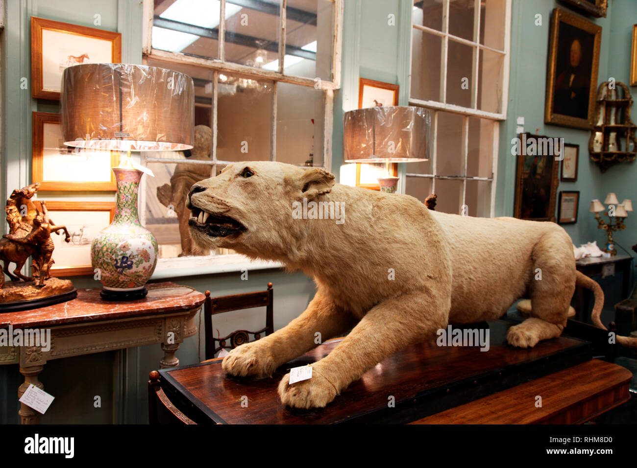 Taxidermied lionne, en vente sur le magasin de triage, Portlaoise Banque D'Images