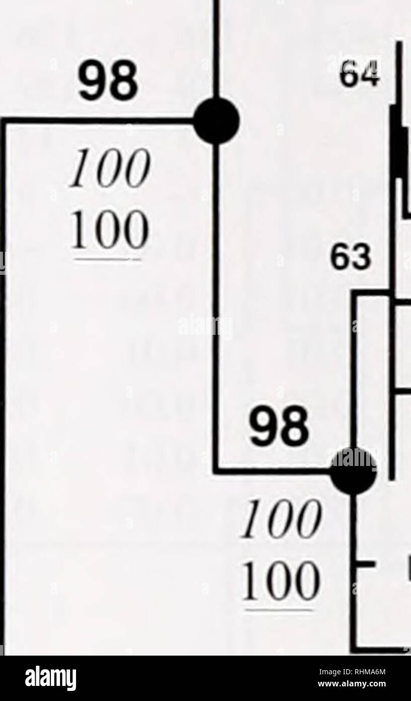 . Le bulletin biologique. Biologie ; zoologie ; biologie ; biologie marine. L'histoire de l'évolution 69 SIBOGLINID e ; 99 100 100 1100 ipirooracnia Polybrachia  J l g1 Galathealmum ^- Siboglinumekmani Siboghnum fiordicum 100 r GO Siboglinum fiordicum 86. (58 D 96 59 Escarpia RidgeiaGB Oasisia Ridgeia - Sderolinum Tevnia Riftia Lamellibrachia ^- Enchytraeus -^^^^ Oligochètes^^-^^- Moniliferan Haemopis -Leech Sabella - Polychète Paralvinella - Sipunculid Ochetostoma Phascolosoma -polychètes - Echiund - Chaetopterus polychète Glycera polychète -^^-- Scutopus némerte Lineus Artemia Mollusques Arthropodes - Banque D'Images