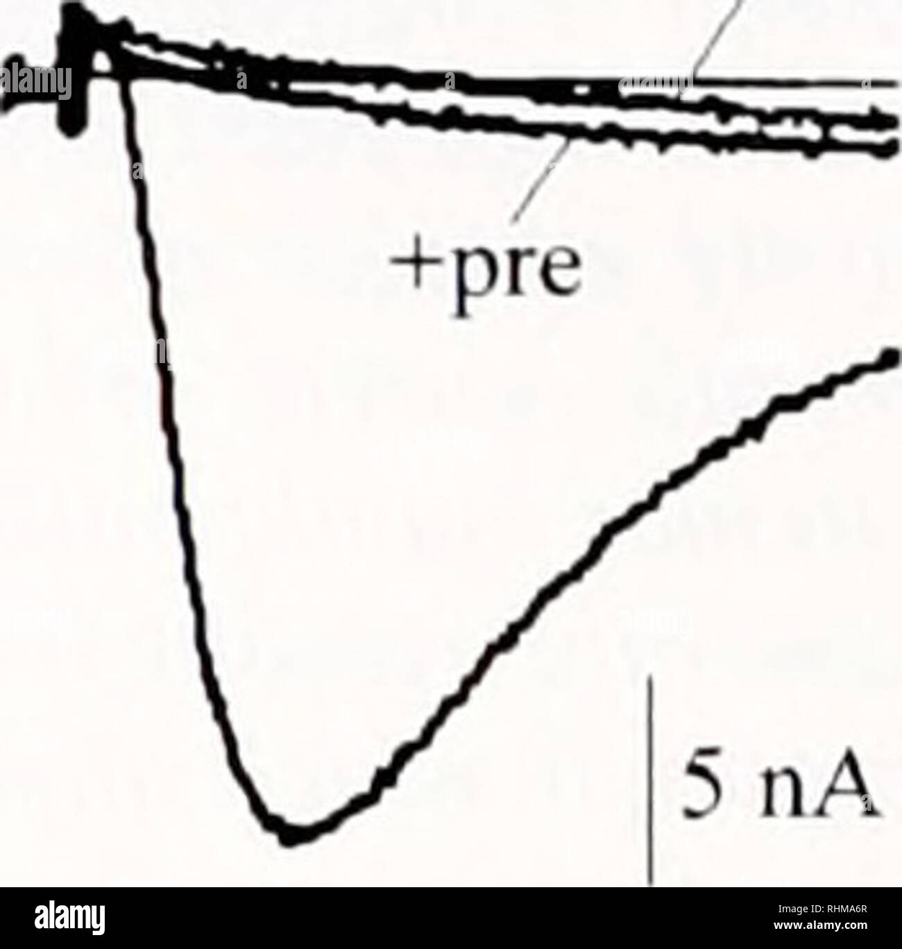 . Le bulletin biologique. Biologie ; zoologie ; biologie ; biologie marine.  +TTX. 50 mV 5nA  +TTX. Veuillez noter que ces images sont extraites de la page numérisée des images qui peuvent avoir été retouchées numériquement pour plus de lisibilité - coloration et l'aspect de ces illustrations ne peut pas parfaitement ressembler à l'œuvre originale.. Laboratoire de biologie marine de Woods Hole (Massachusetts), ) ; Laboratoire de biologie marine de Woods Hole (Massachusetts), ). Rapport annuel 1907/08-1952 ; Lillie, Frank Rattray, 1870-1947 ; Carl Moore, Richard, 1892- ; Redfield, Alfred Clarence, 1890-1983. Woods Hole, Massachusetts : Laboratoire de Biologie Marine Banque D'Images