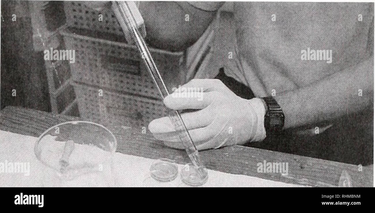 . Le bulletin biologique. Biologie ; zoologie ; biologie ; biologie marine. Programmes éducatifs R25 Assistants Cours Baughman, Kenneth, Boston University Chiu, Delia. Les étudiants de l'Université de Stanford, Abenavoli Allesandra, Institut scientifique San Raffael. Italie Diana, Marco, Max-Planck-Institute, Allemagne, Annakaisa Haapasalo, A.I. Virtanen Institute. La Finlande, Hrahetova Sahina, New York University Medical Center Matsui. Ko, Université de Tokyo, Japon Samuel. Schmolesky Aravinthan, Harvard University, University of Utah, Matthew Smith, Gregory, l'Université de Princeton Spotts, James, Hôpital pour enfants de vo Banque D'Images