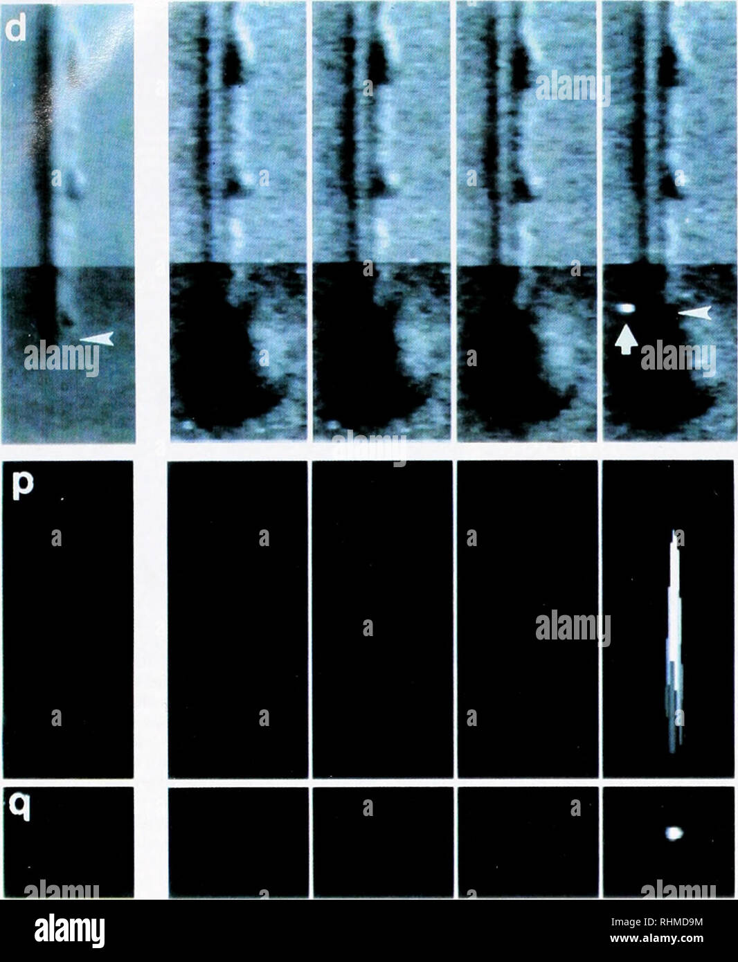 . Le bulletin biologique. Biologie ; zoologie ; biologie ; biologie marine. 2961 R B. SILVER ET AL. 23 4. La figure 3. Un enregistrement ol l'évolution dans le temps de l'émission de photons dépendant du calcium par l'aequorine. Colonnes I à 4 Montrer les images à partir de 0,25 ms-séquentiel unique d'images vidéo du 4000-fps enregistrement vidéo. La colonne 0 montre une image obtenue avant l'injection de l'aequorine. Ligne "d" indique la différence en utilisant une pipette de micro-injection] ingérence contraste (DIC) de l'optique. Ligne "p" indique le profil d'intensité linéaire pour chaque image vidéo correspondant à la DIC dans la rangée d'images Banque D'Images