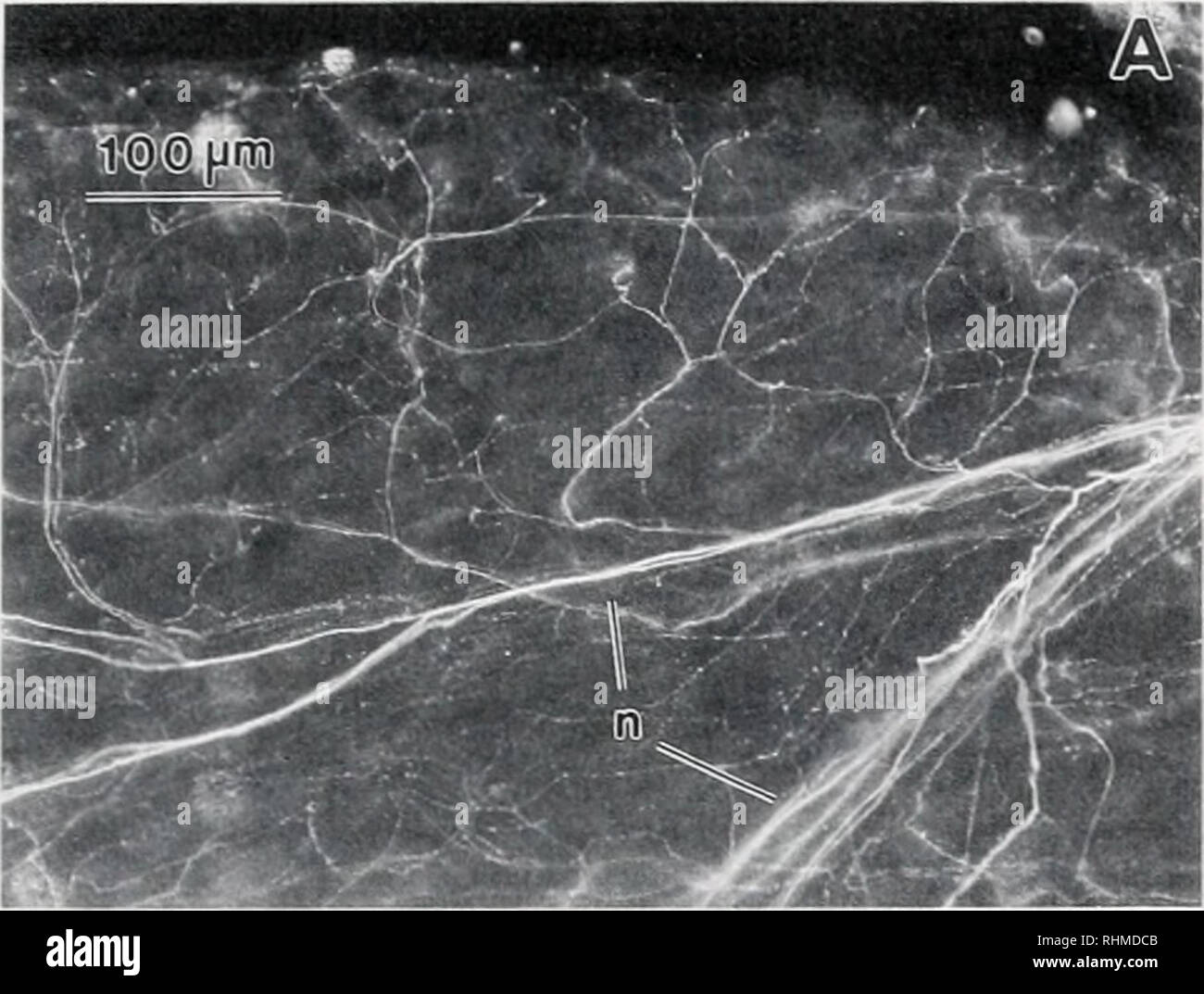 . Le bulletin biologique. Biologie ; zoologie ; biologie ; biologie marine. Effets de l'FMRFa ET GABA sur CAPTl êtes 257 proies. sm 60 sm pm B tr t r Figure 9. L'immunoréactivité FMRFamide des ailes. (A) les fibres immunoréactives (anticorps secondaires fluorescents) entrez l'aile grâce à l'aide de la pédale et nerveuses largement de la direction générale à l'intérieur de l'aile : n, deux branches principales de l'aile au sein du nerf de l'aile gauche. La partie optique est parallèle à la surface dorsale de l'aile. (B) Coupe transversale de l'aile : les flèches montrent les fibres immunoréactives (anticorps secondaires marqués à la peroxydase) : sm, nager muscles ; tr, transv Banque D'Images