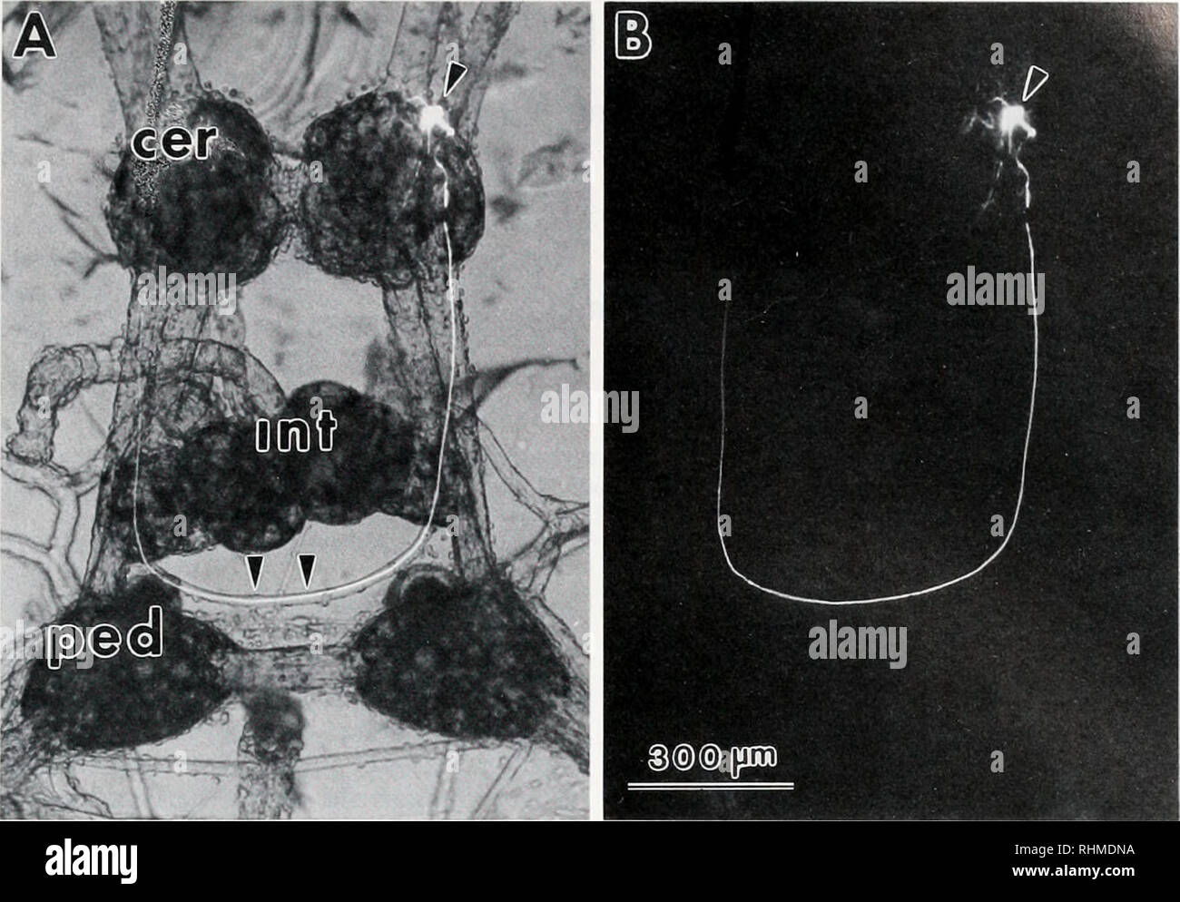 . Le bulletin biologique. Biologie ; zoologie ; biologie ; biologie marine. CO-ACTIVATION DES MOTONEURONES ANTAGONISTES 245. La figure 5. (A, B) de la morphologie des neurones cabine révélé par carboxyfluorescéine injections. Une seule flèche indique la position de la cellule neurone de dbo RCAB. Les flèches montrent le paracerebral Double Tissu conjonctif : cer- ganglion cérébroïde, ped-ganglionnaires de la pédale, int-intestinale dorsale. leur réaction dépend uniquement de la vitesse de traction- musculaire. Cela pose la question intéressante de la façon dont la Clione cônes buccale, qui sont des structures d'hydrostatique, ex- pand à un taux qui est à l'intérieur de la plage o Banque D'Images