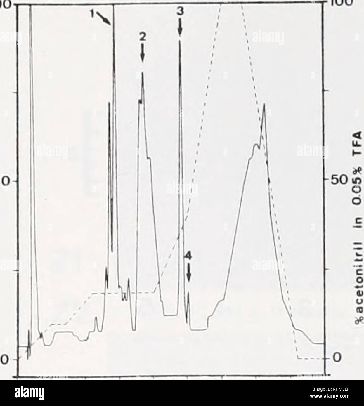 . Le bulletin biologique. Biologie ; zoologie ; biologie ; biologie marine. (NaCl) 02. O - 0 40 12 80 O Nombre de fractions • ^M B I B1 R2 m ? Mi 10 20 30 4O c b c d e f g h figure 5. Chromatographie de purification de RI, R2. m J, M2, M3 et les protéines. A. CM-cellulose séparation de l'ensemble des protéines ; B. la CLHP de purification de protéines éluées dans la fraction I par la centrale A ; C. le contrôle des protéines par électrophorèse punned : lane c, protéine de RL 11 fraction de un panneau ; lane d. protéine R2 à partir de la fraction d'un groupe III ; lane f, protéine ml de crête 3 de bord B : lane g. protéine m2 à partir de 4 pics de bord B, couloir Banque D'Images
