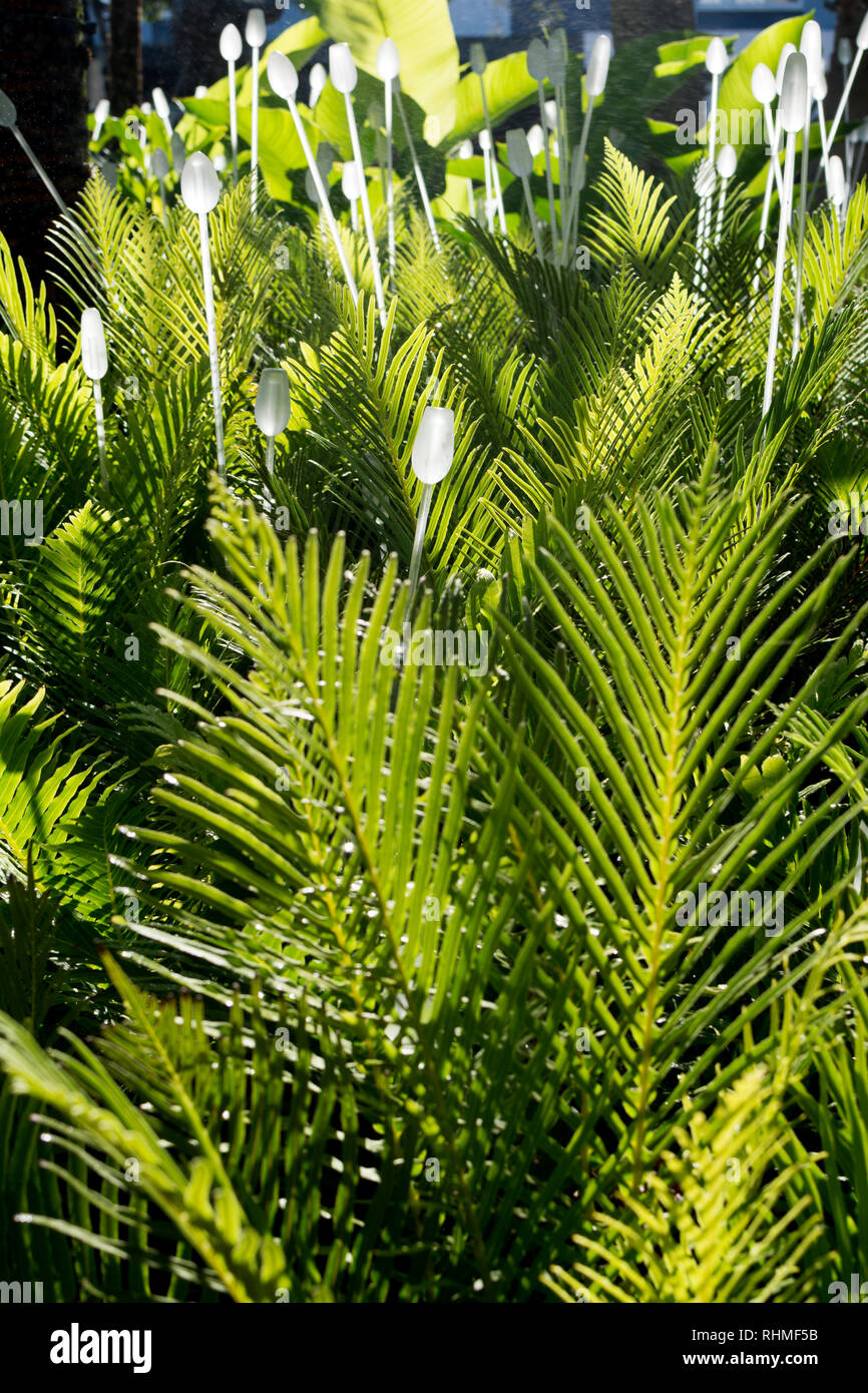 West Village public garden, West End, Brisbane, Queensland, Australie Banque D'Images