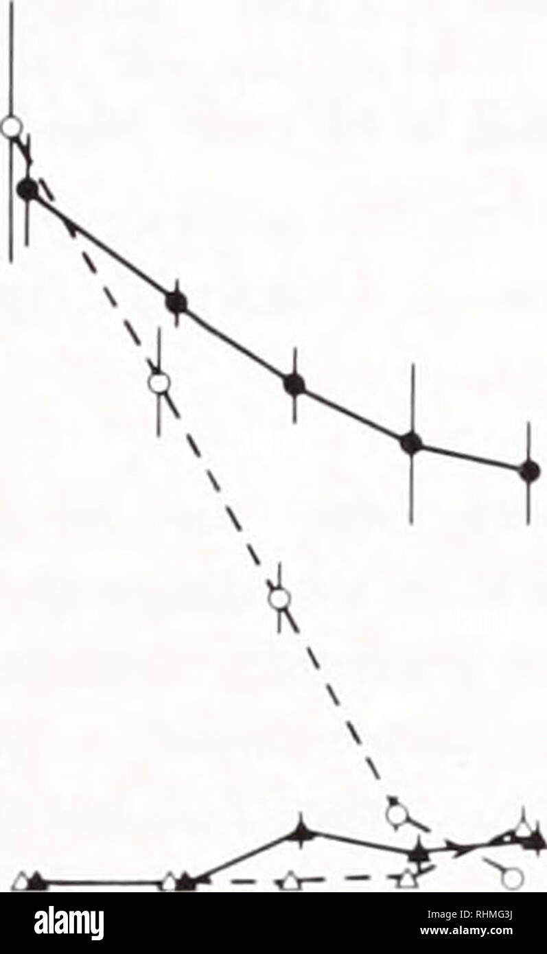 . Le bulletin biologique. Biologie ; zoologie ; biologie ; biologie marine. M A M J J M A M J J Figure 2. (A) les densités de bulots par m : et (b) les balanes par 0,04 m : au cours de l'expérience. GP indique le point vert. Mo  = Baie Maitland, O  = contrôles, • prédateurs  = enlevé, UN  = recrues retiré, A  = les prédateurs et les recrues retiré. Moyens et leurs erreurs-types sont indiquées comme des points et des barres d'erreur.  ;/  = 6 parcelles répétées. Les données pour un seul site, sont indiqués pour chaque port car les sites facteur était rarement significatives dans les analyses (voir Tableau II). Ledgments acquit grâce à A. J. Underwood. P. D. Steinber Banque D'Images