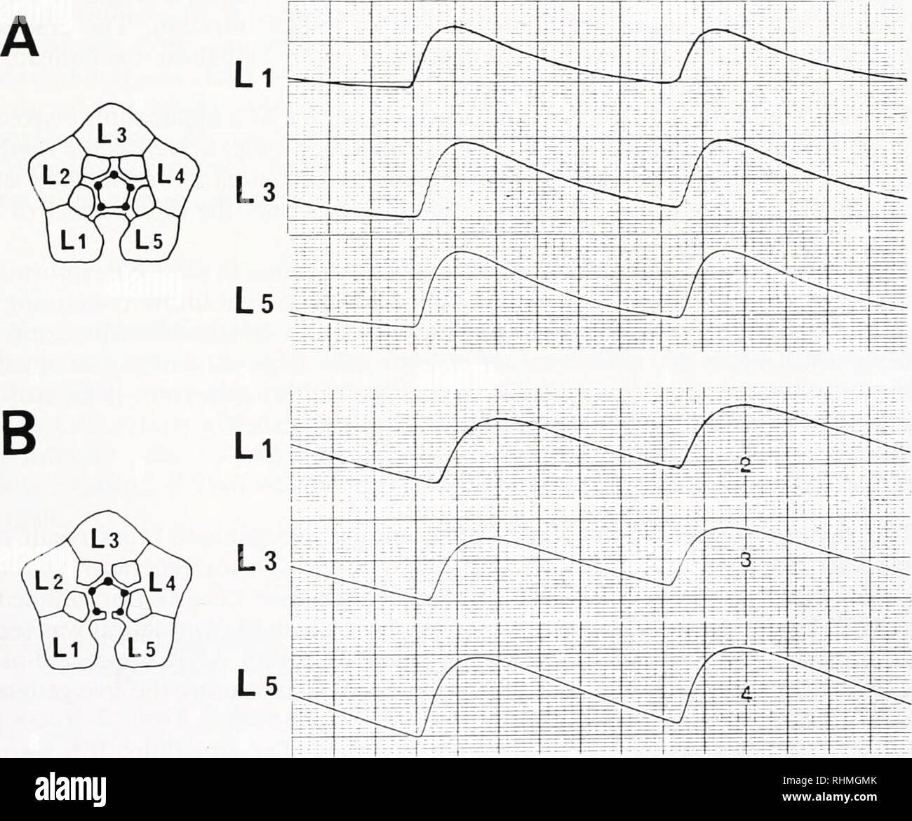 . Le bulletin biologique. Biologie ; zoologie ; biologie ; biologie marine. CONTRACTION DE LA gonade de l'oursin dans chronously 233. La propagation du rythme est, par conséquent, obtenus par l'information de coordination en passant par l'ANR et atteindre le lobe via le gonoduct. La conduction de l'excitation à travers les enregistrements d'un ANR trois lobes à vitesse élevée (10 mm/s) a révélé une différence de phase entre les débuts des premières et dernières contractions, bien qu'elles semblent se produire de façon synchrone à vitesse lente des enregistrements. Le délai le plus long a été observée lorsque l'ANR a été réduit à un seul endroit (Fig. 5B). Comme sho Banque D'Images