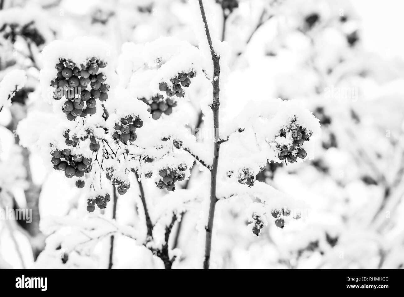 Fruits rouges couvertes de neige. Rowan bouquets sur Arbre enneigé. Ashberry en hiver sur fond naturel. Noël ou Nouvel an concept. L'hiver, nature, plante, neige, givre. Banque D'Images