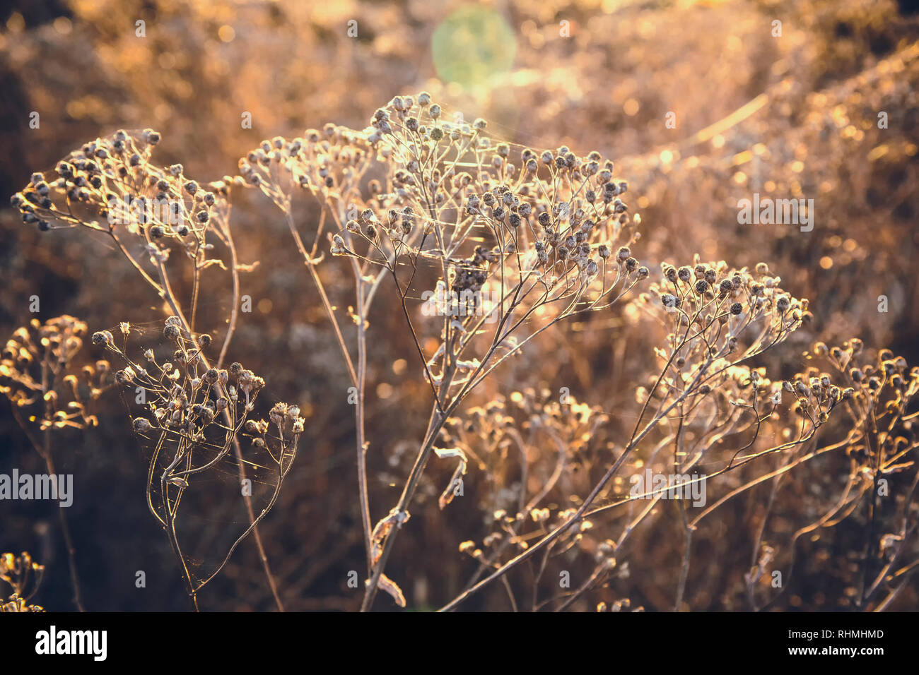 L'herbe d'automne séchées dans les rayons du soir soleil d'automne. Conceptuellement, le temps, l'âge. Banque D'Images