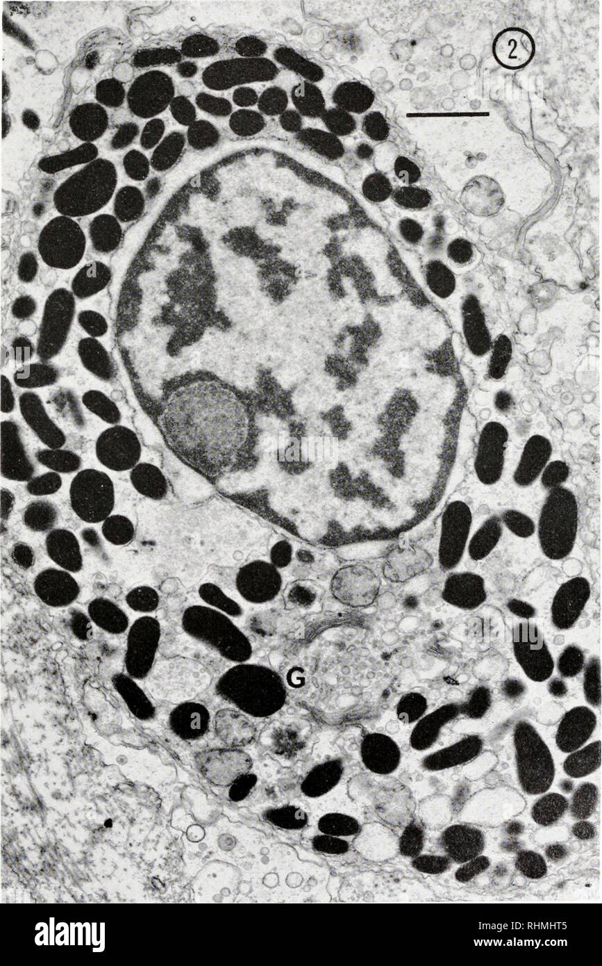 Le Bulletin Biologique Biologie Zoologie Biologie Biologie Marine Innervation De Mytilus Cilia Un Nerf Est Trouve En Dessous Du Non Postlateral Cellule Ciliee Qui Est Juste En Arriere De