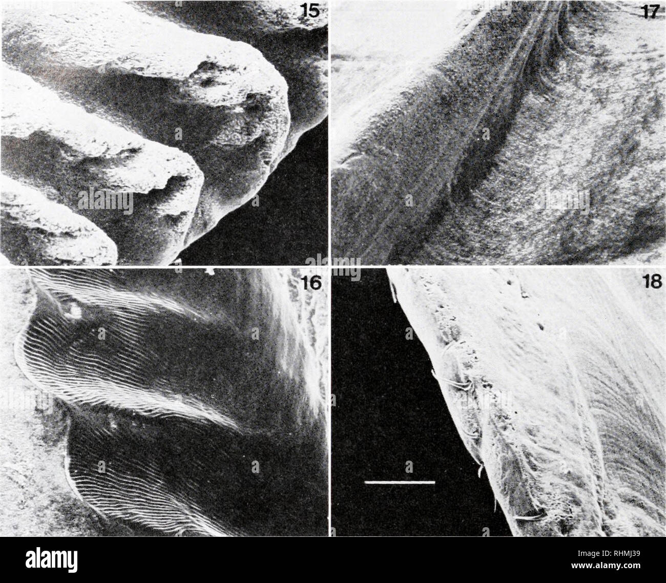 . Le bulletin biologique. Biologie ; zoologie ; biologie ; biologie marine. 180 G. R. MURDOCK et J. D. CURREY. Les figures 15 à 22. Grossissements supérieurs des domaines indiqués dans les Figures 7 à 14. Les barres d'échelle sur les figures 18 et 22 représentent 100 /xm. La figure 15. Bord de l'carinolateral de rayon B. balanus. La figure 16. Les puits dans la gorge de la carina de B. halanus qui recevoir le rayon de l'carinolateral. Notez que les noyaux eux-mêmes ont des crêtes. La figure 17. La rainure dans la gaine de l'carinolateral balaiuis la plaque de B. qui reçoit l'ala de la carène. La figure 18. Bord rostral de l'ala sur la c Banque D'Images