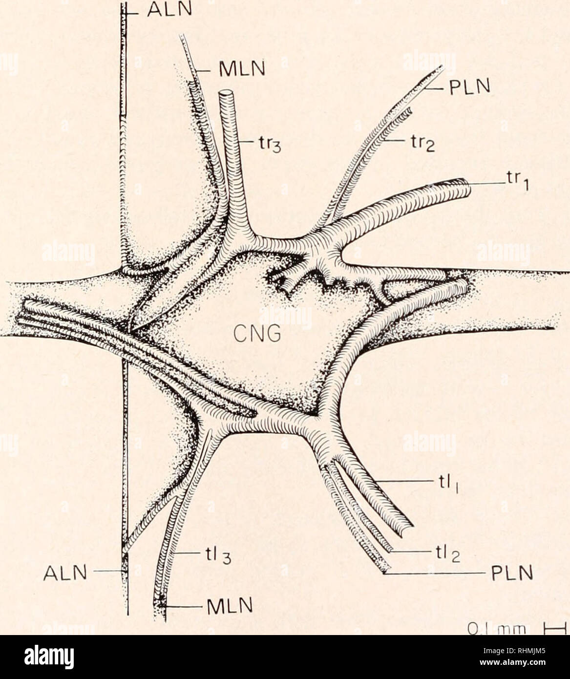 . Le bulletin biologique. Biologie ; zoologie ; biologie ; biologie marine. Le contrôle des insectes 279 SPIRACLE prise en charge à partir de sa face dorsale dans le bol d'une "louche" qui a été inséré sous le ganglion d'un micromanipulateur (Fig. 4). Un deuxième posi- micromanipnlator la livraison de gaz cités bell directement sur le ganglion. La cloche complètement en- fermé le ganglion en appui sur son support, mais n'a pas comprimer les nerfs ou la trachée alimentant le ganglion. L'Assemblée toute entière plongée dans une goutte de KEL-F hauts polymères de l'huile (Minnesota Mining and Manufacturing Company, Saint Paul, Minnesota) afin Banque D'Images