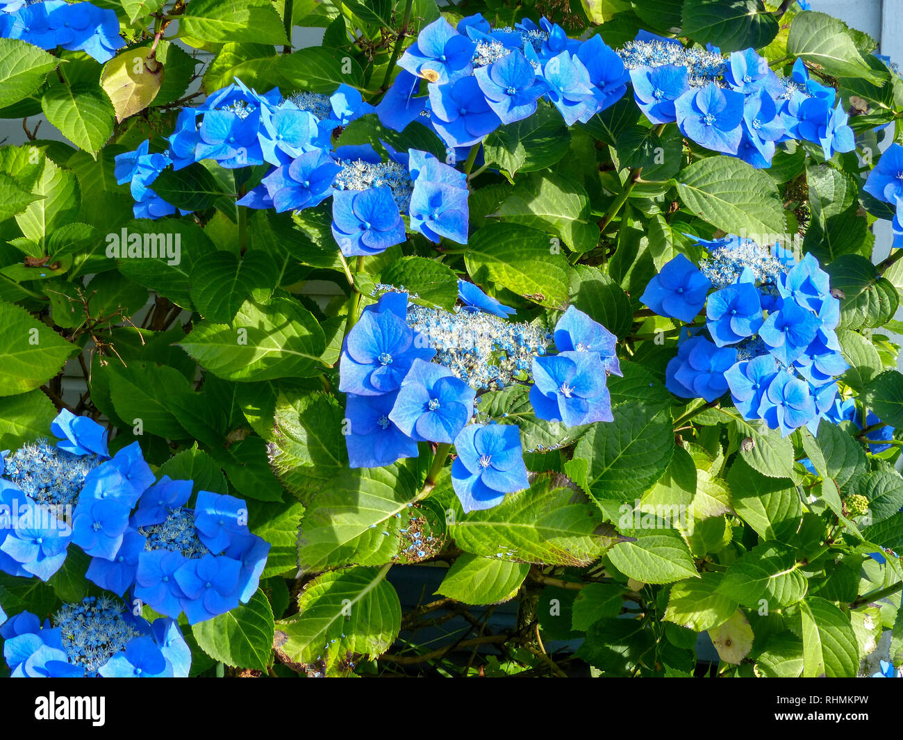Portrait Of Blue Flowers Blooming en plein air. Photo prise en Nouvelle-Zélande, île du Nord Banque D'Images
