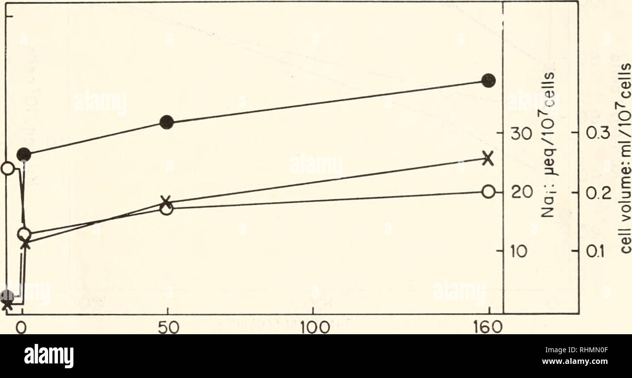 . Le bulletin biologique. Biologie ; zoologie ; biologie ; biologie marine. Dans la régulation ionique TETRAHYMENA 133 final concentrations intracellulaires de K et Na (Ki et Nat) portées sur une concentration moyenne (K0 et Na0). K, et Naj sont assez constantes au cours de la série de dilutions moyenne moyenne d'une enquête : K5  = 25,4 meq./l. cellules et Nai moyenne  = 5,0 meq/l. cellules ; Ki/Naj  = 5.1. La figure 2 montre les résultats de trois expériences dans lesquelles des changements de Kj et Nai ont été suivis après six fois plus grande et les dilutions du milieu normal. Les changements de Na ; avoir lieu dans les 30 premières secondes, après quoi c'est Nai Banque D'Images