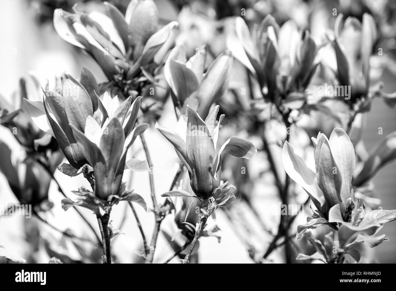 Blossom, Bloom, la floraison. Magnolia à fleurs violettes aux beaux jours, au printemps. Concept de la campagne de printemps. La nature, de la beauté, de l'environnement croissance nouvelle vie Banque D'Images