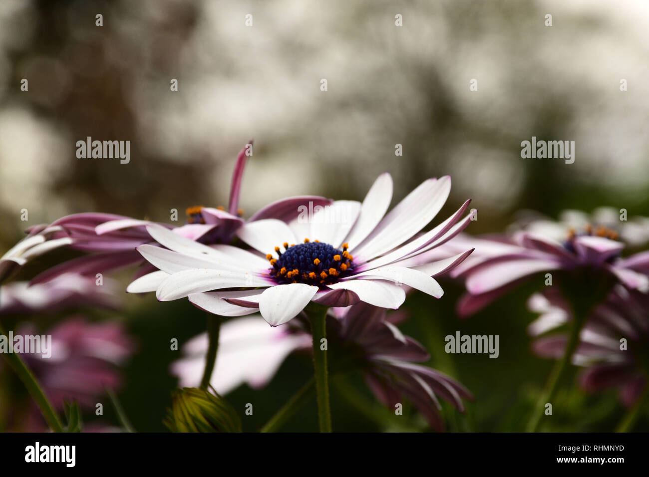 Fleurs exotiques se faire remarquer dans un ciel gris Banque D'Images