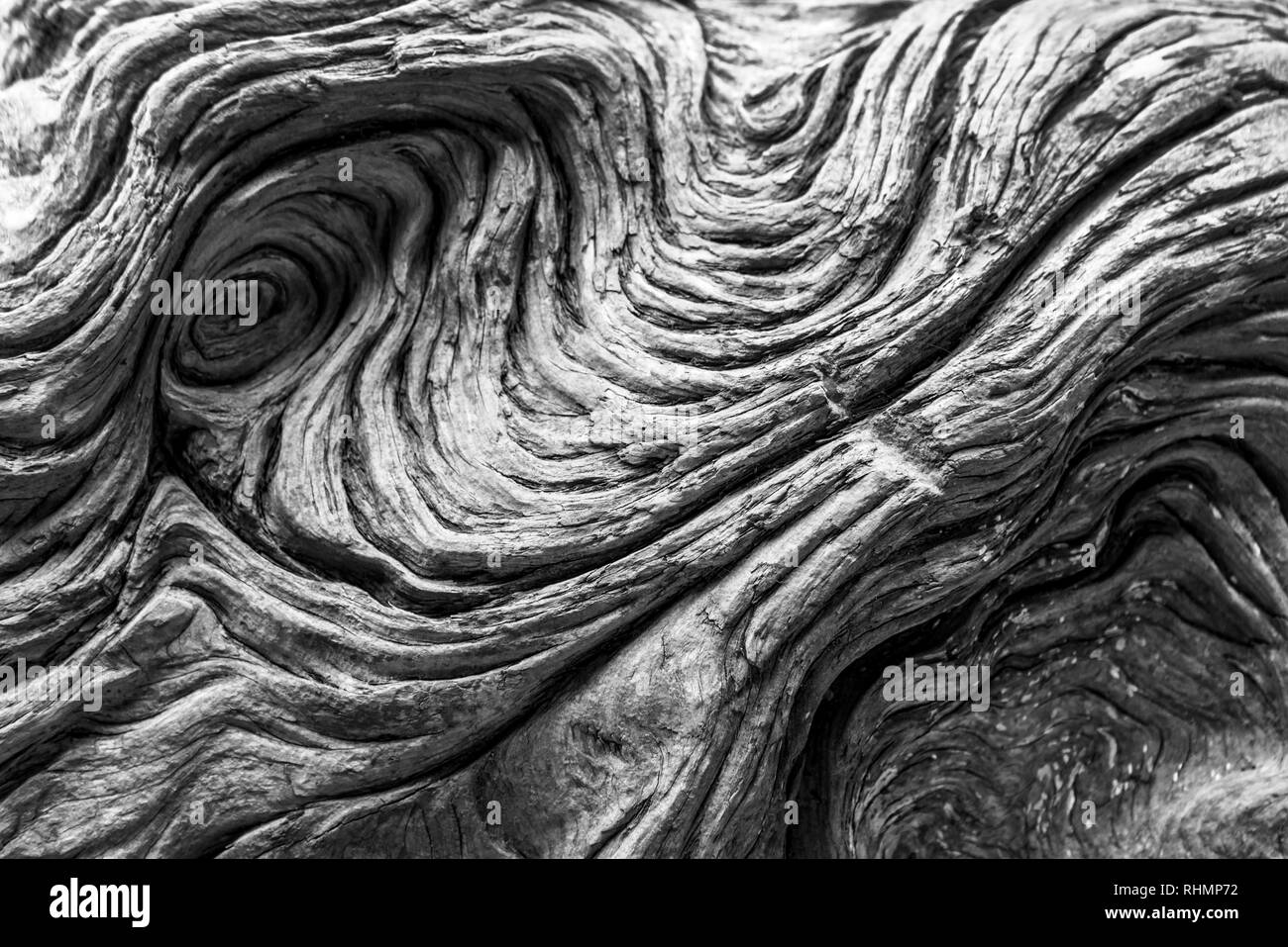 Détail de bois flotté. Noir et blanc fond texturé naturelles Banque D'Images