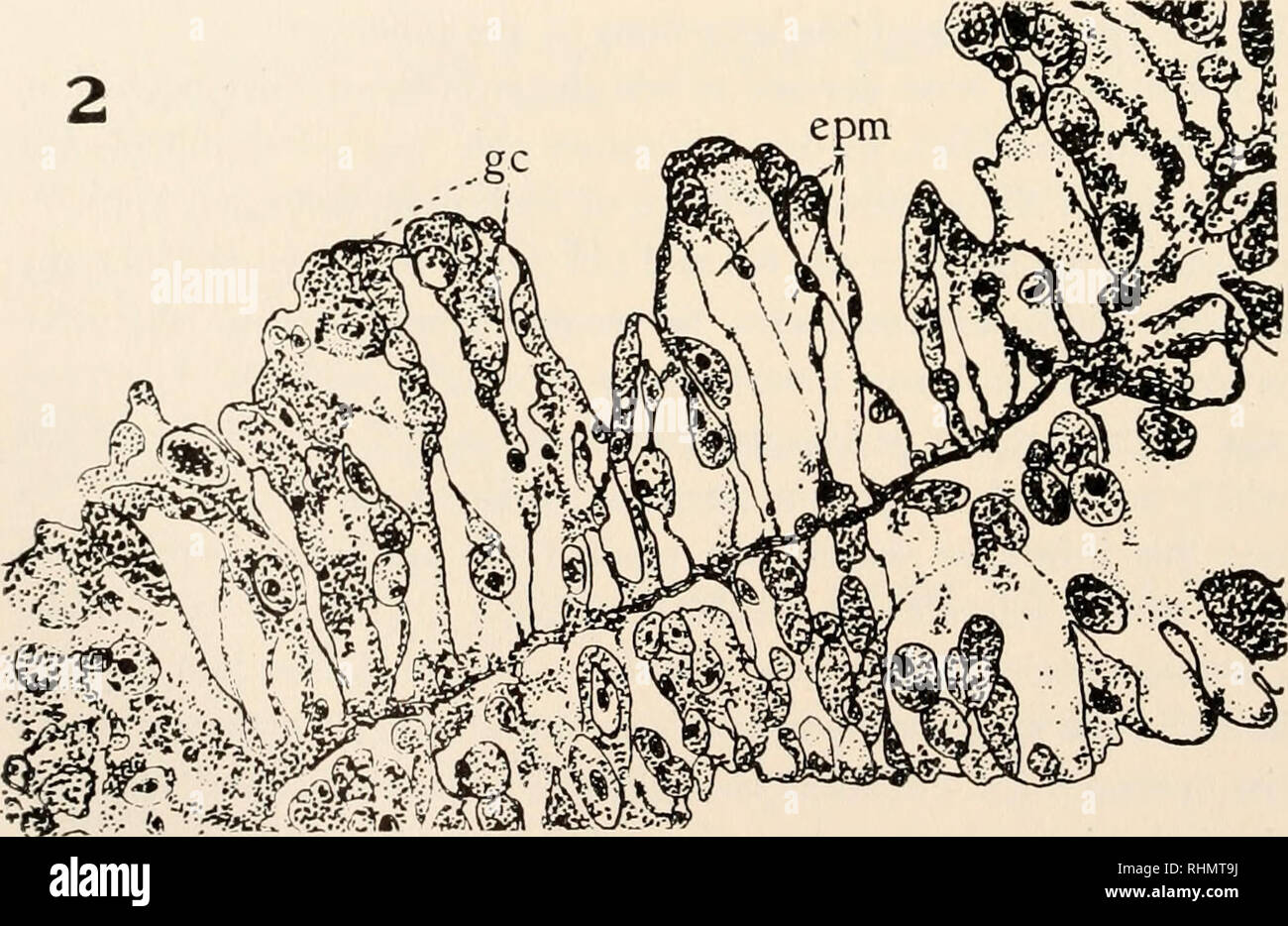 . Le bulletin biologique. Biologie ; zoologie ; biologie ; biologie marine. .Gc. Texte FIG. ^4. Explication des chiffres. FIG. i. Tiers moyen de section longitudinale du polype complète, une plaie, faite par pipette ; b, demeure de paramoecium 34 minutes après l'injection. X7ainsi. FIG. 2. Région d'endoderme de polype complet par état 34 minutes après l'injection d'paramoecia. Cellules glandulaires (GC) se distinguent clairement par comparaison avec les cellules musculaires épithélio-vacuolées, (eptn). X 1500.. Veuillez noter que ces images sont extraites de la page numérisée des images qui peuvent avoir été retouchées numériquement pour plus de lisibilité - c Banque D'Images
