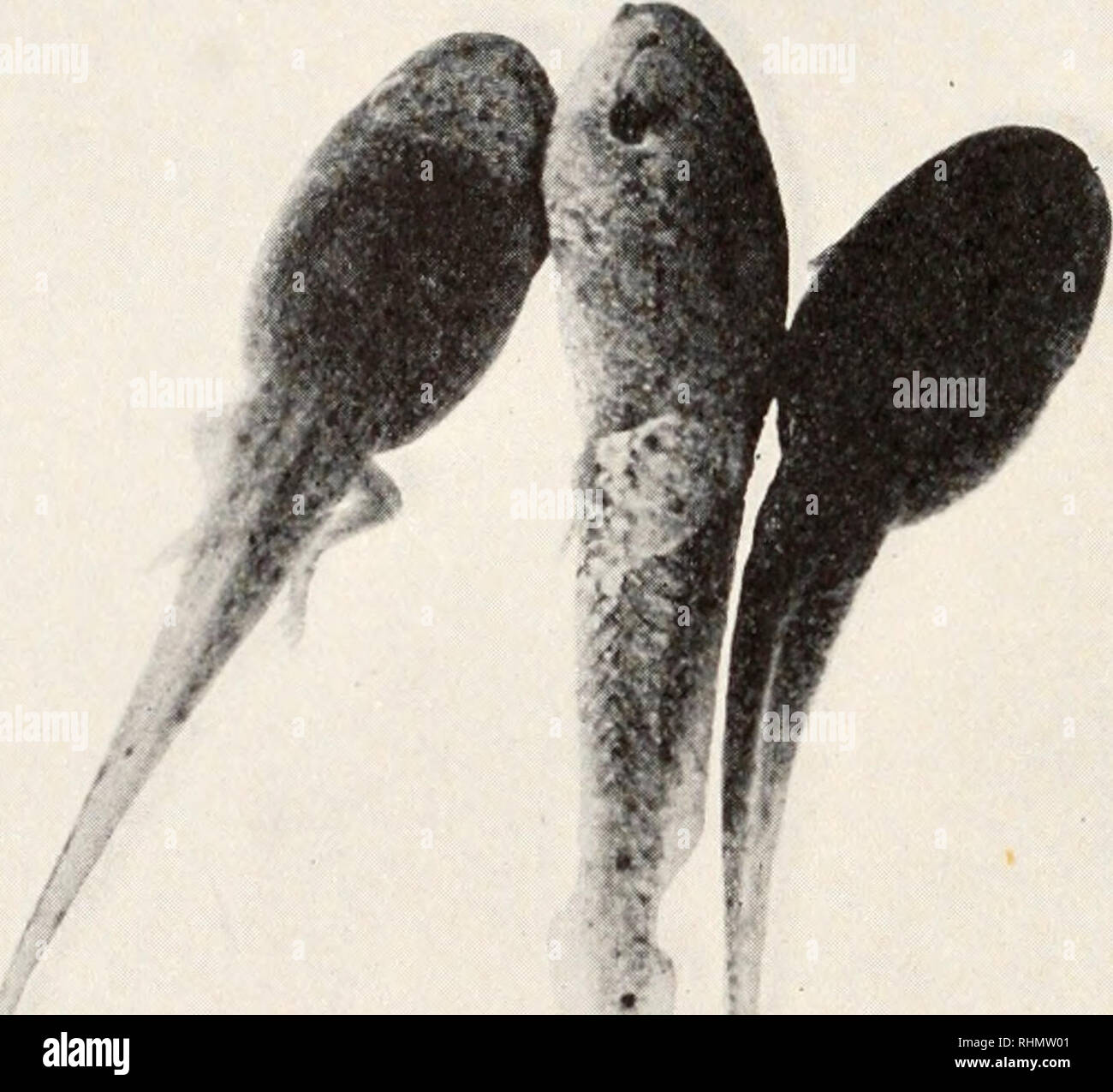 . Le bulletin biologique. Biologie ; zoologie ; biologie ; biologie marine. 110 E. B. PERKINS et B. KROPP chef des mélanophores était due uniquement à la présence de cette bar- rier mécanique et l'incapacité du matériel d'entrer en contact avec la peau dans cette région. Cette hypothèse s'est avérée correcte, pour l'injection de l'extrait directement sous la peau de la tête produit la réaction de noircissement sur la tête. La queue n'a pas montrer l'effet, bien qu'une suggestion de ce pourrait être obtenue par l'injection de l'extrait directement dans. FIG. 2. L'œil gauche, injecté en extrait-blanc adapté têtard. Centre, Banque D'Images